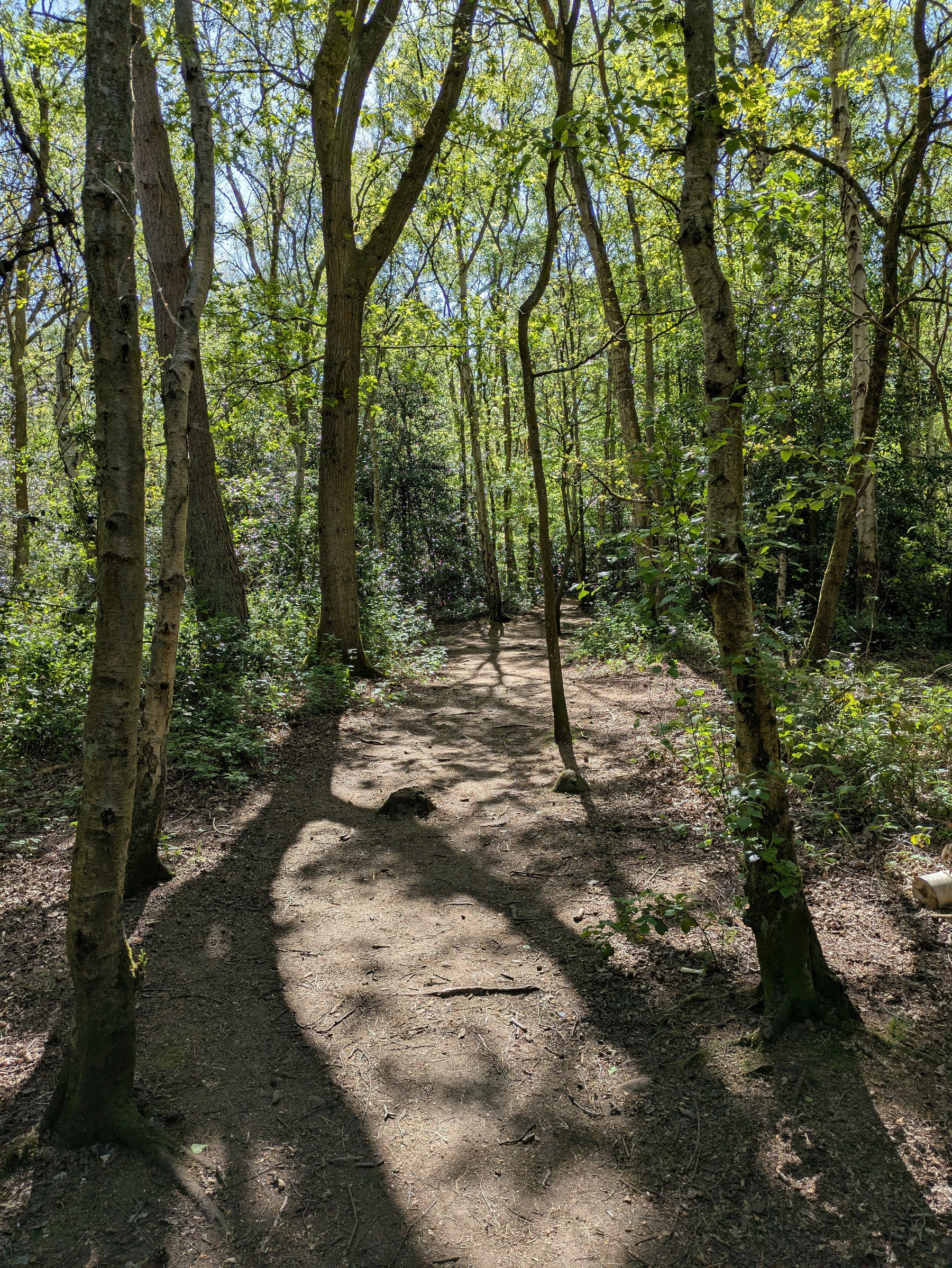 A sunlit forest path is surrounded by tall, slender trees and dappled with patches of sunlight.