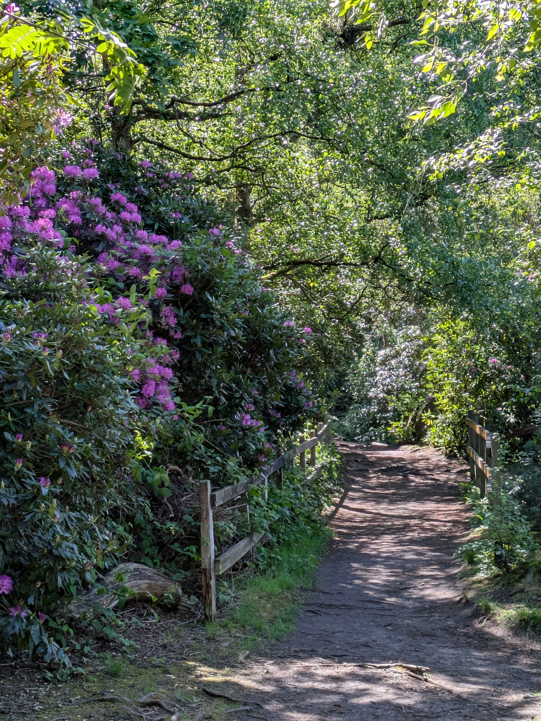 A peaceful woodland path is surrounded by lush green trees and vibrant pink flowers, with sunlight streaming through the canopy.