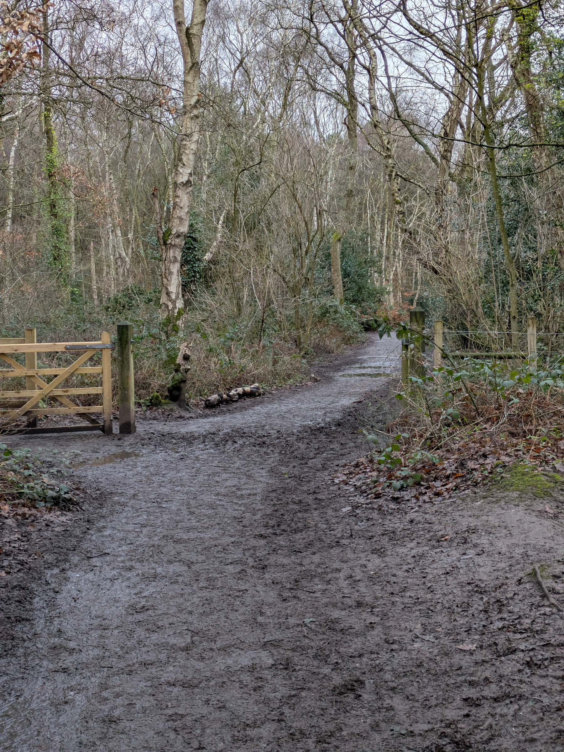 A muddy path winds through a bare winter forest with a wooden gate to the side.