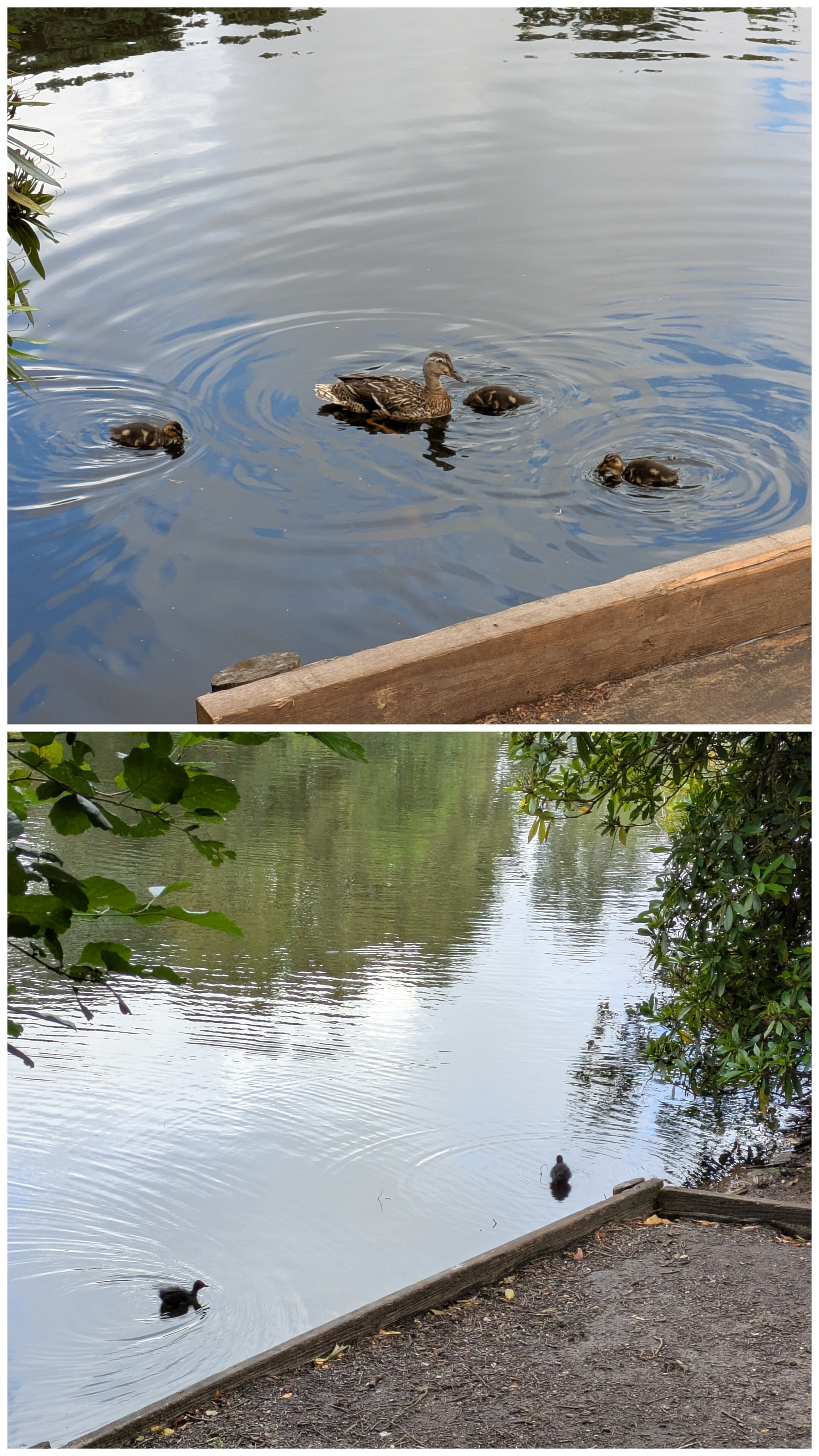 A duck with her ducklings is swimming in a calm body of water near the edge of a wooden platform and a shoreline with trees. Two moorhen chicks by adjacent platform. 