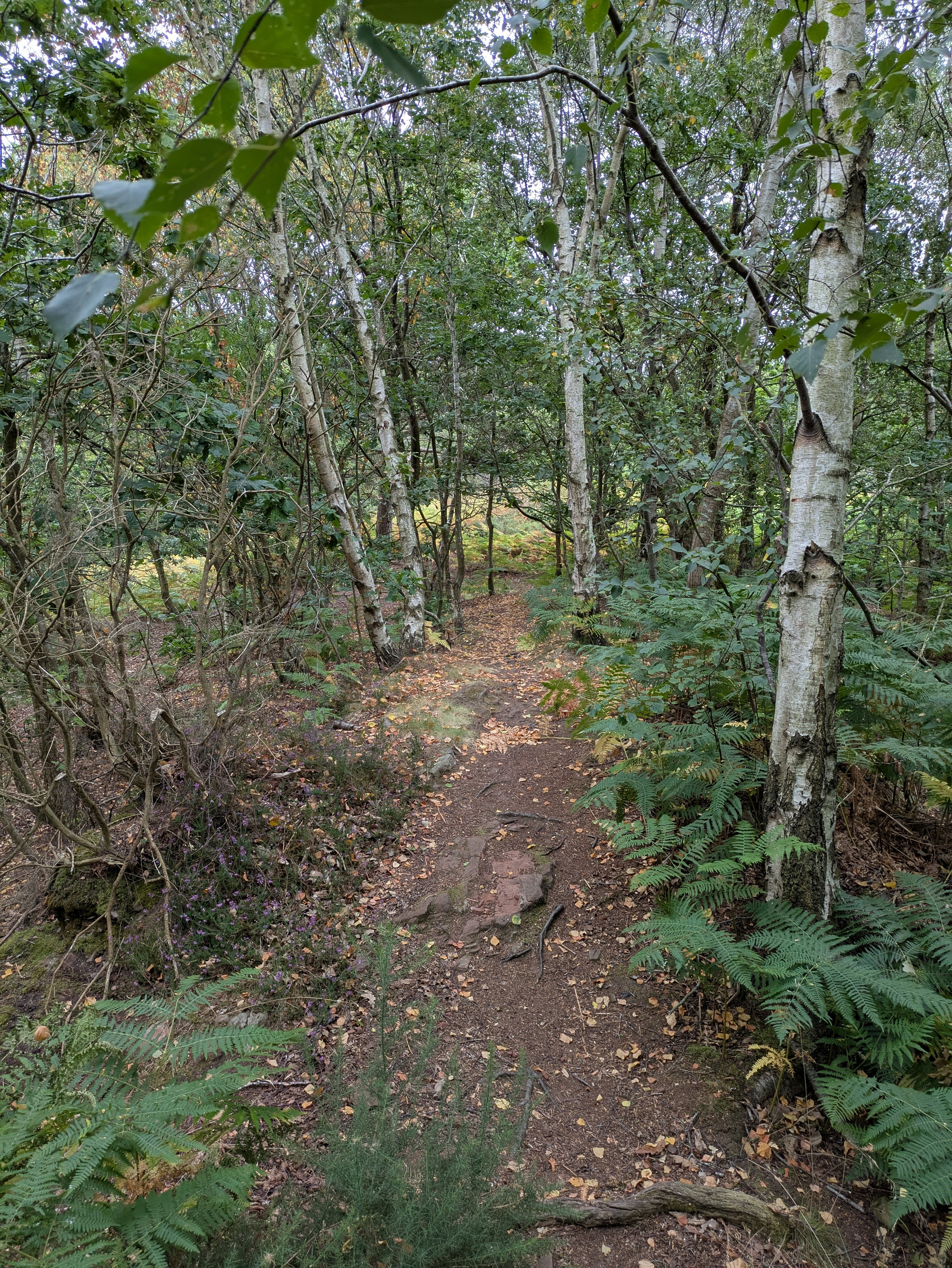 A narrow dirt path winds through a dense forest with birch trees and abundant green ferns.
