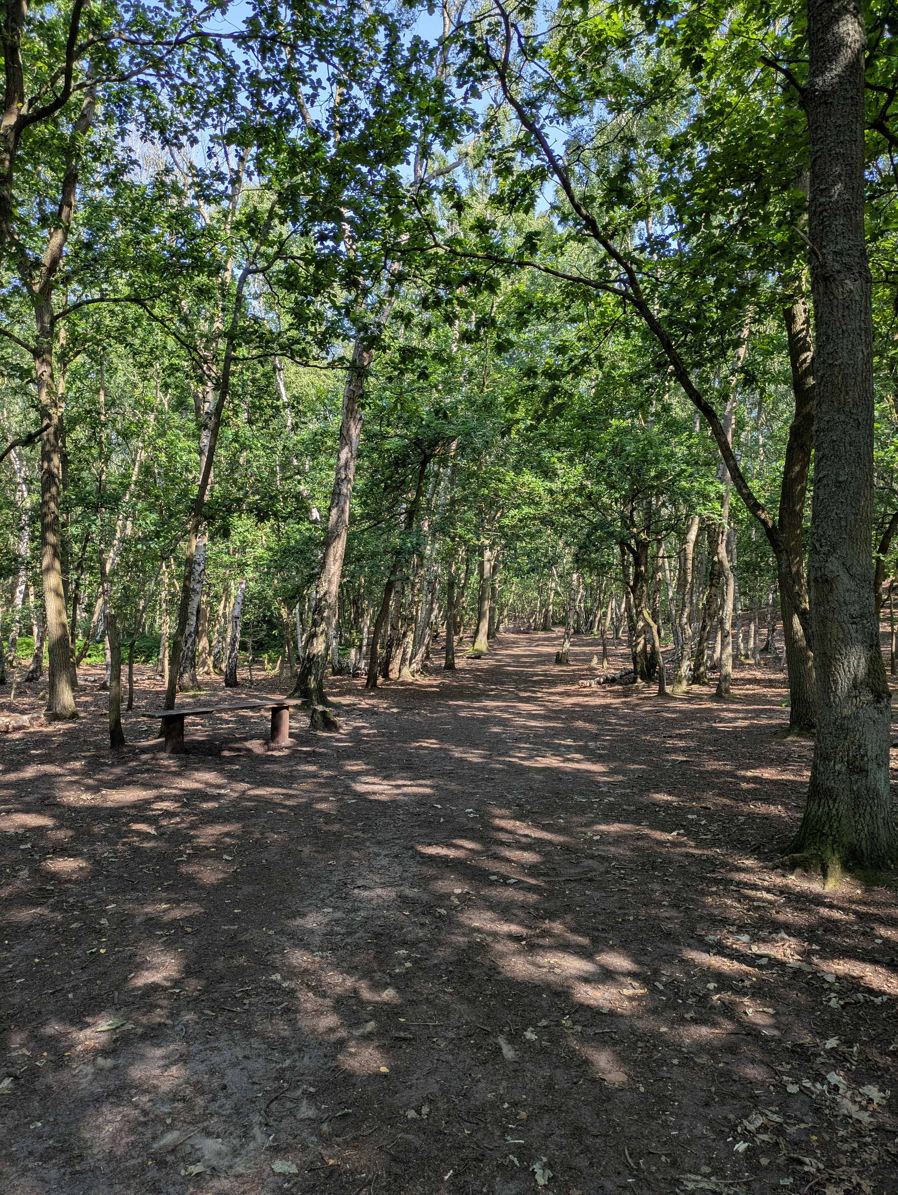 A sunlit forest path surrounded by tall trees with a wooden bench on the left side.