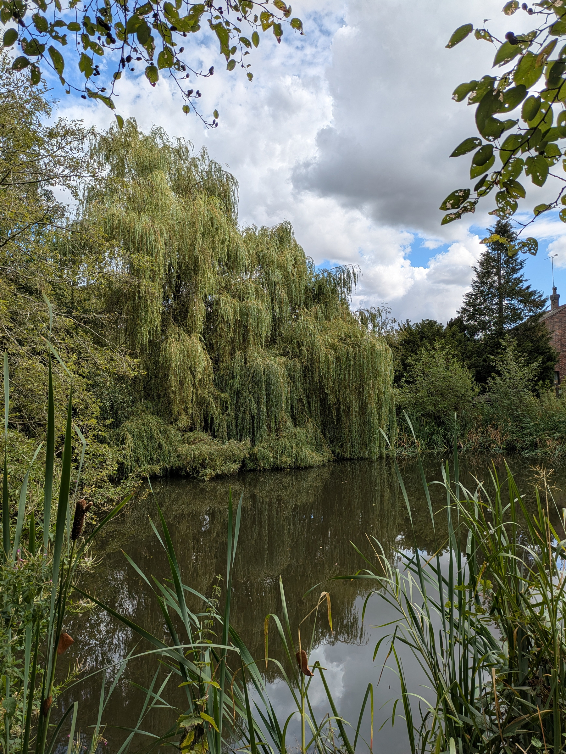 A serene pond is surrounded by lush greenery, including a large weeping willow tree, under a partly cloudy sky.