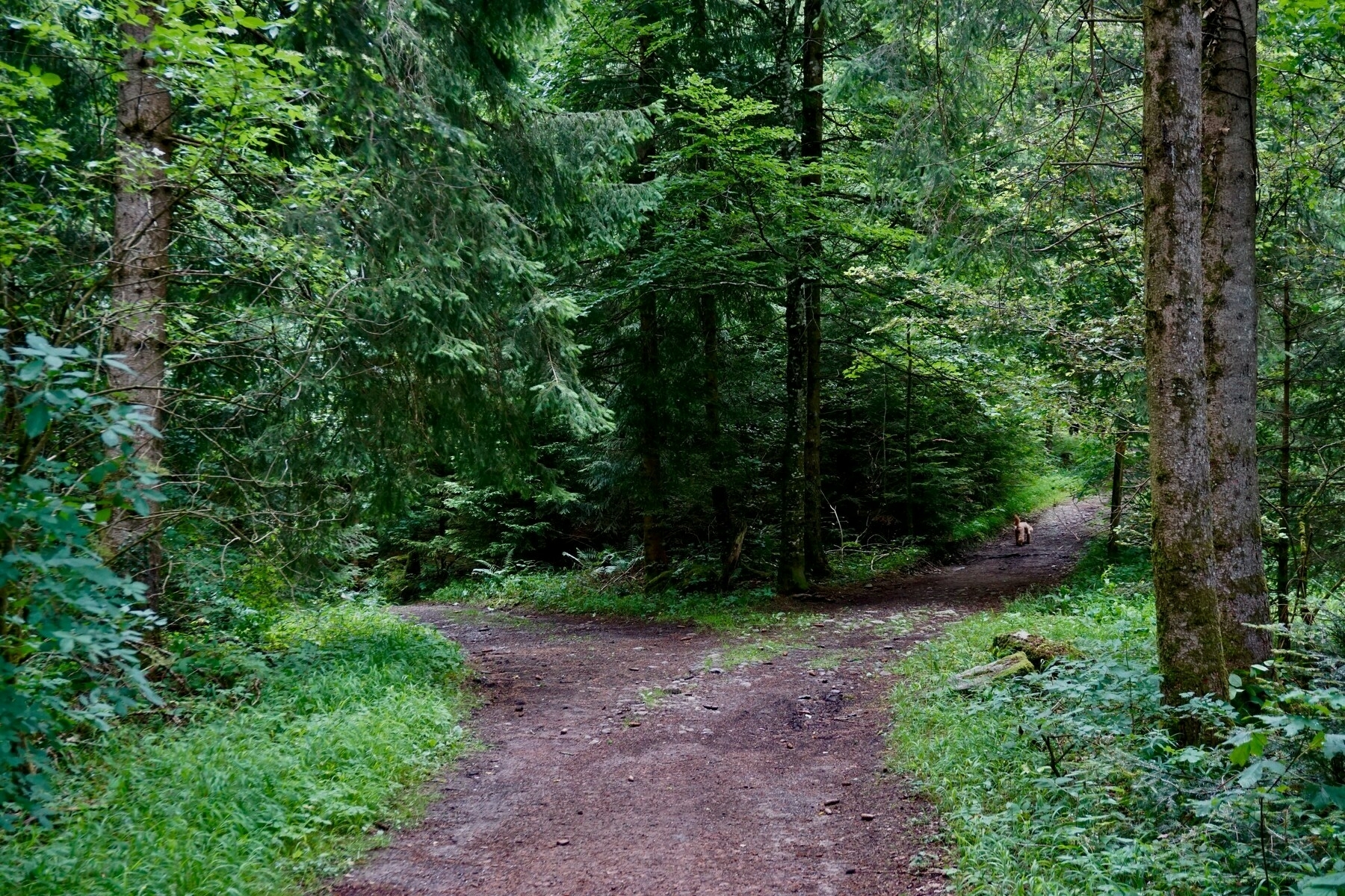 a forest path with a fork