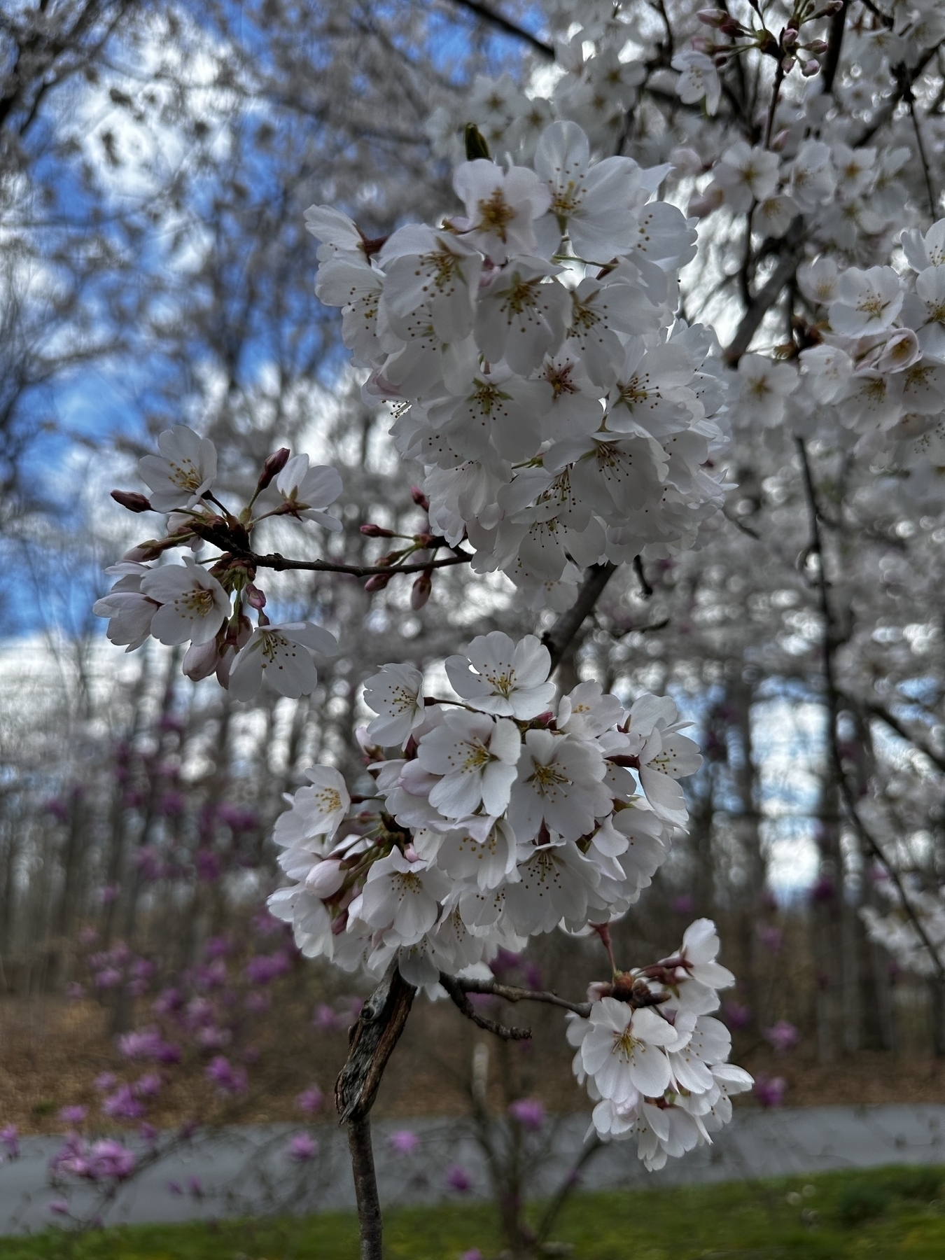 Close up view of white cherry blossoms on a tree