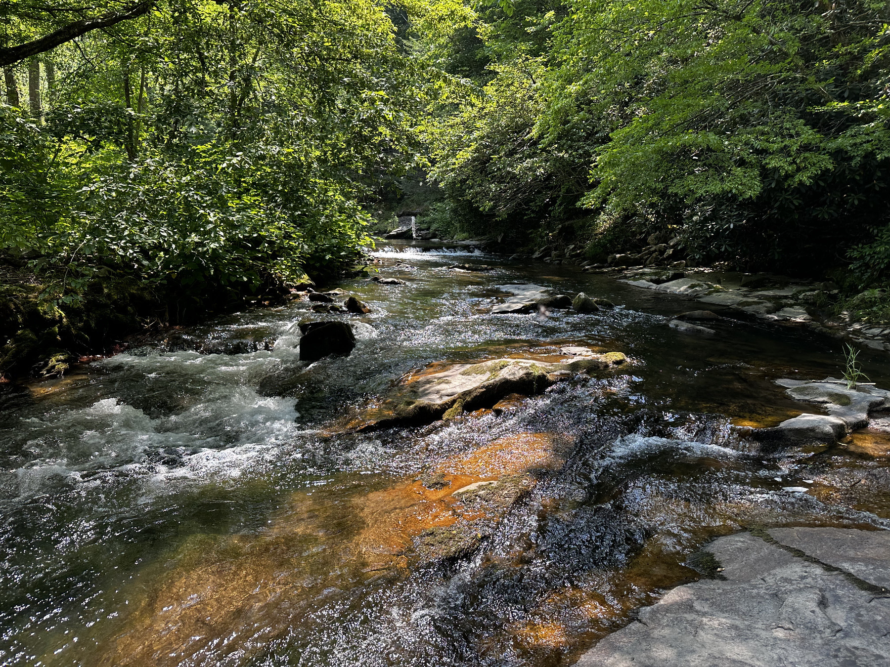 A mountain stream flows over rocks. Green foliage hangs low near the water.  