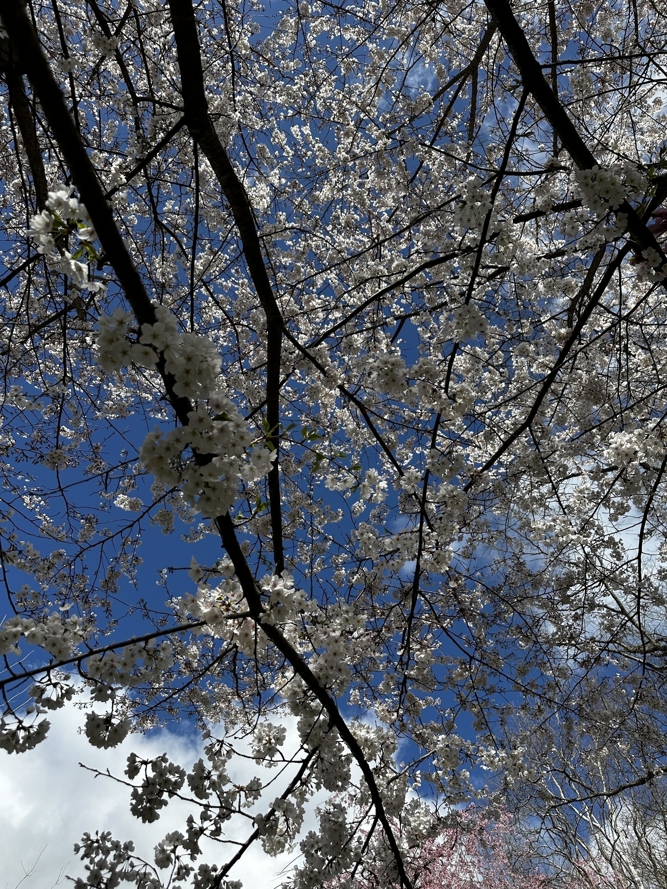 View looking up from underneath a tree with white cherry blossoms against a blue sky