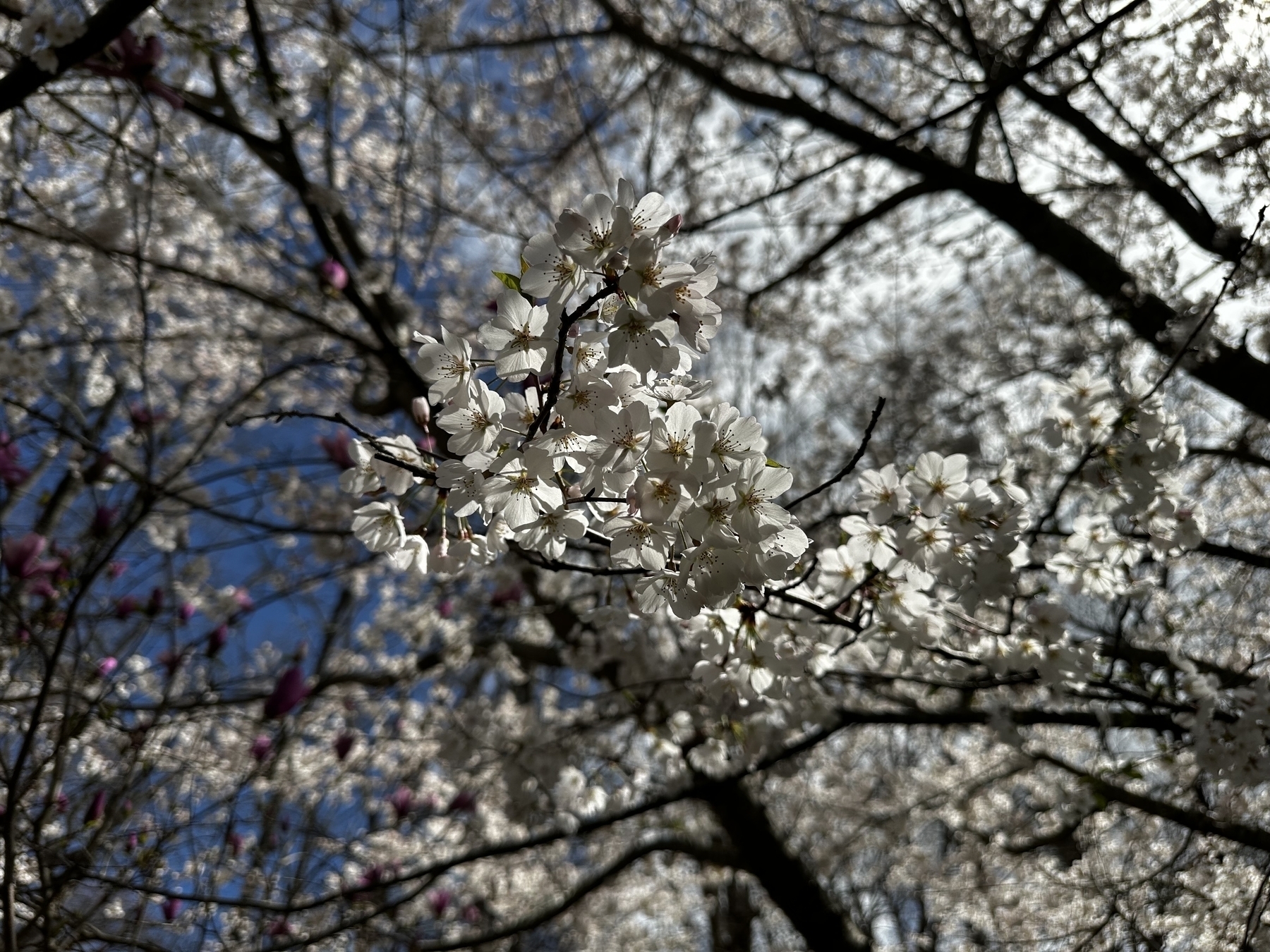 Close up view of white cherry blossoms on a tree