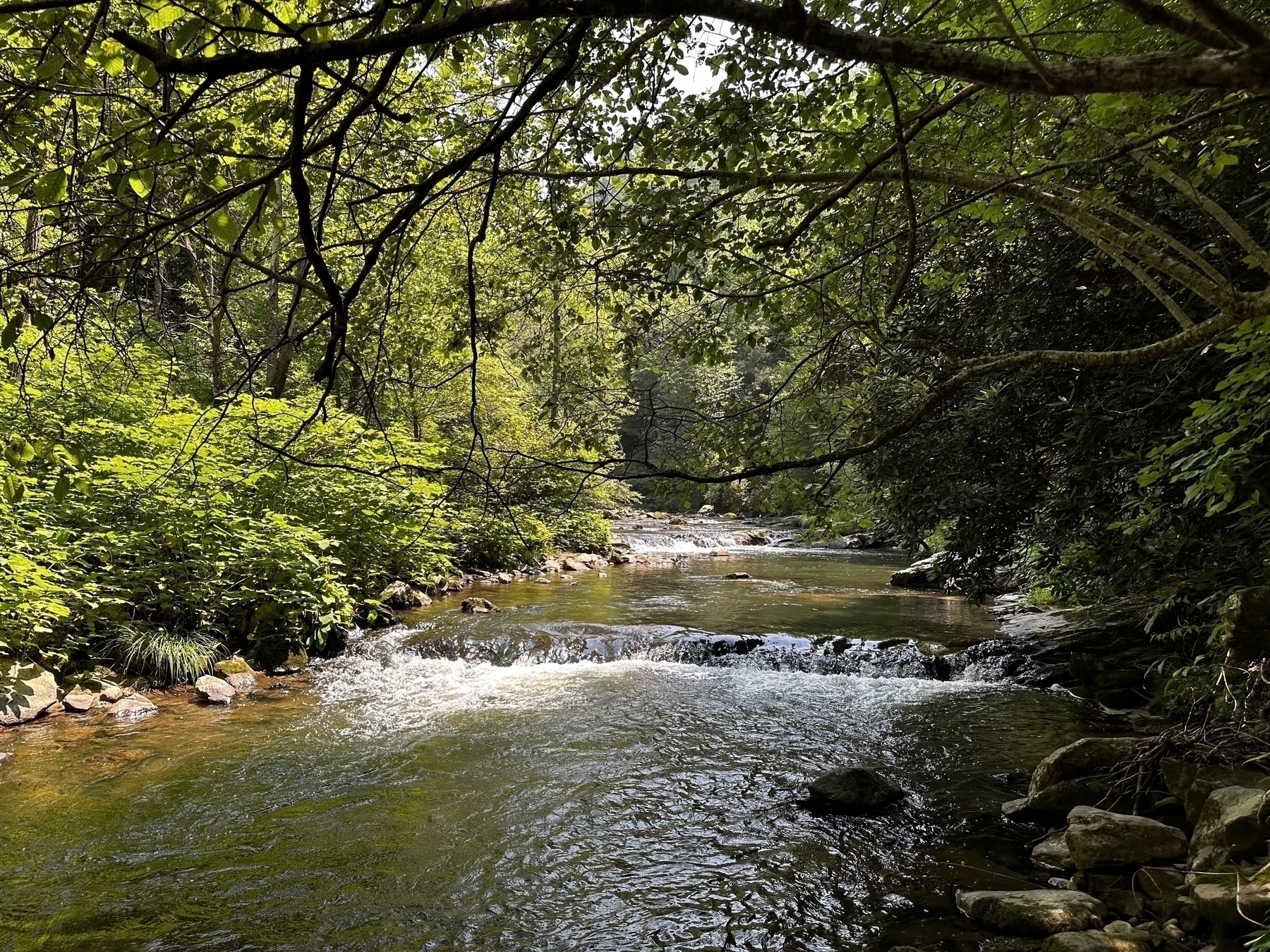 In a forest, the water in a creek flows over rocks toward the camera.