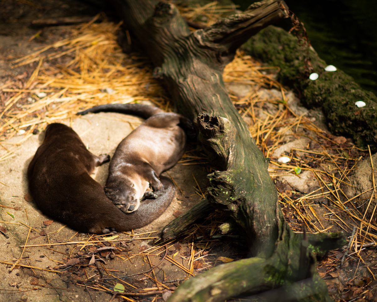 Two otters snuggle while sleeping beside a log in their habitat at the Virginia Living Museum