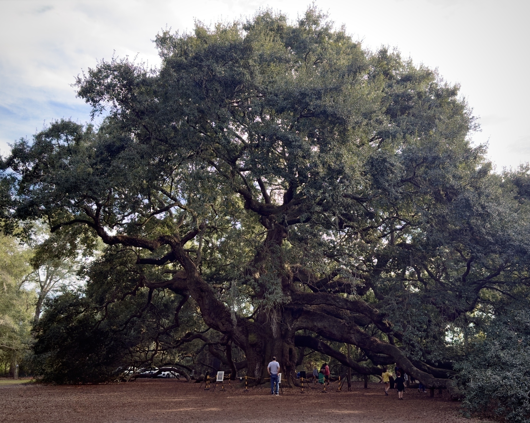 Angle Oak - a enormous live oak tree on Johns Island, SC