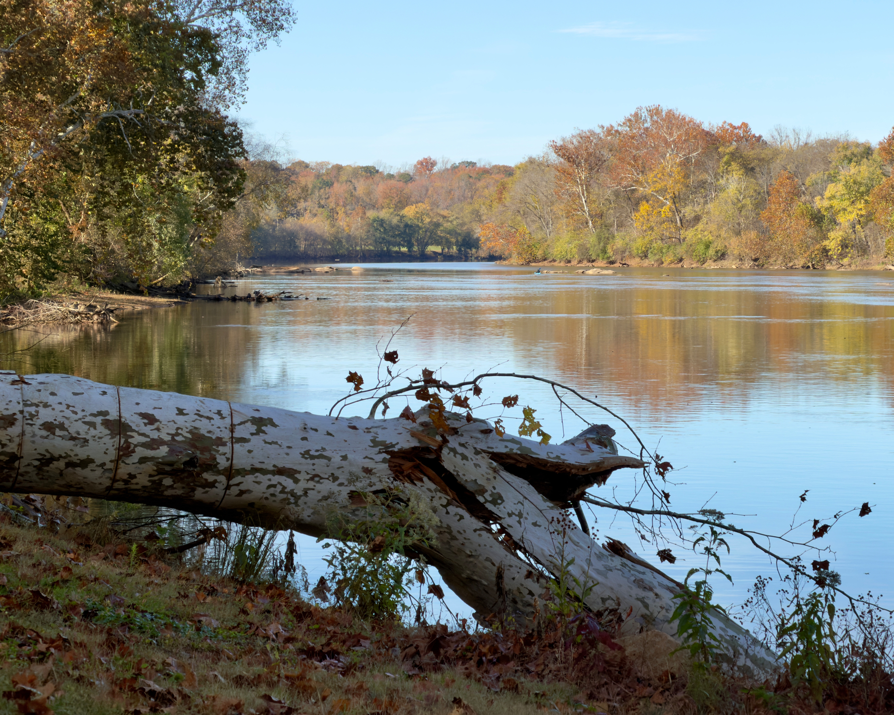 A fallen tree—an elm, I think—in the foreground with the James River in the background