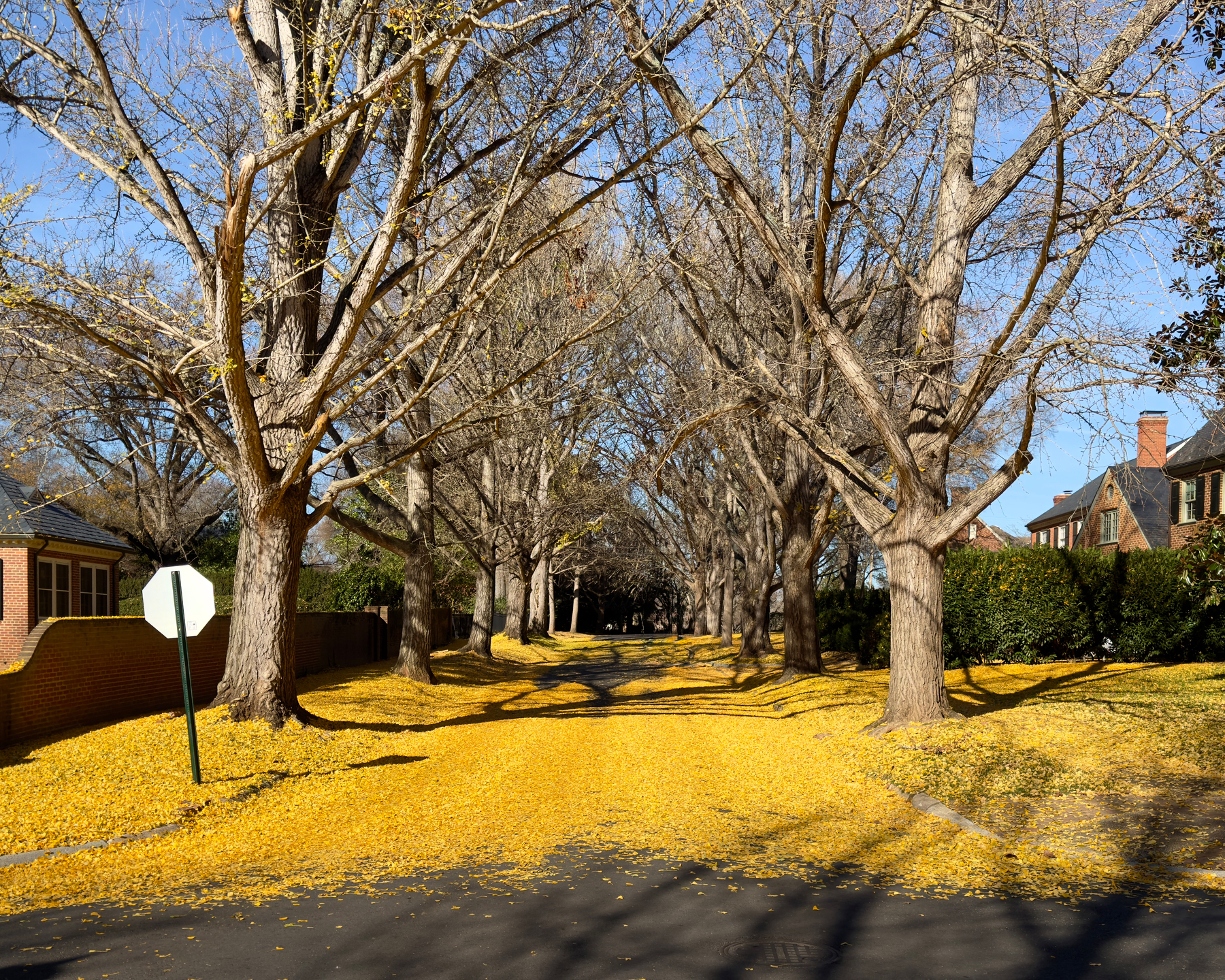 Fallen ginkgo leaves blanket a street in Windsor Farms, Richmond, VA