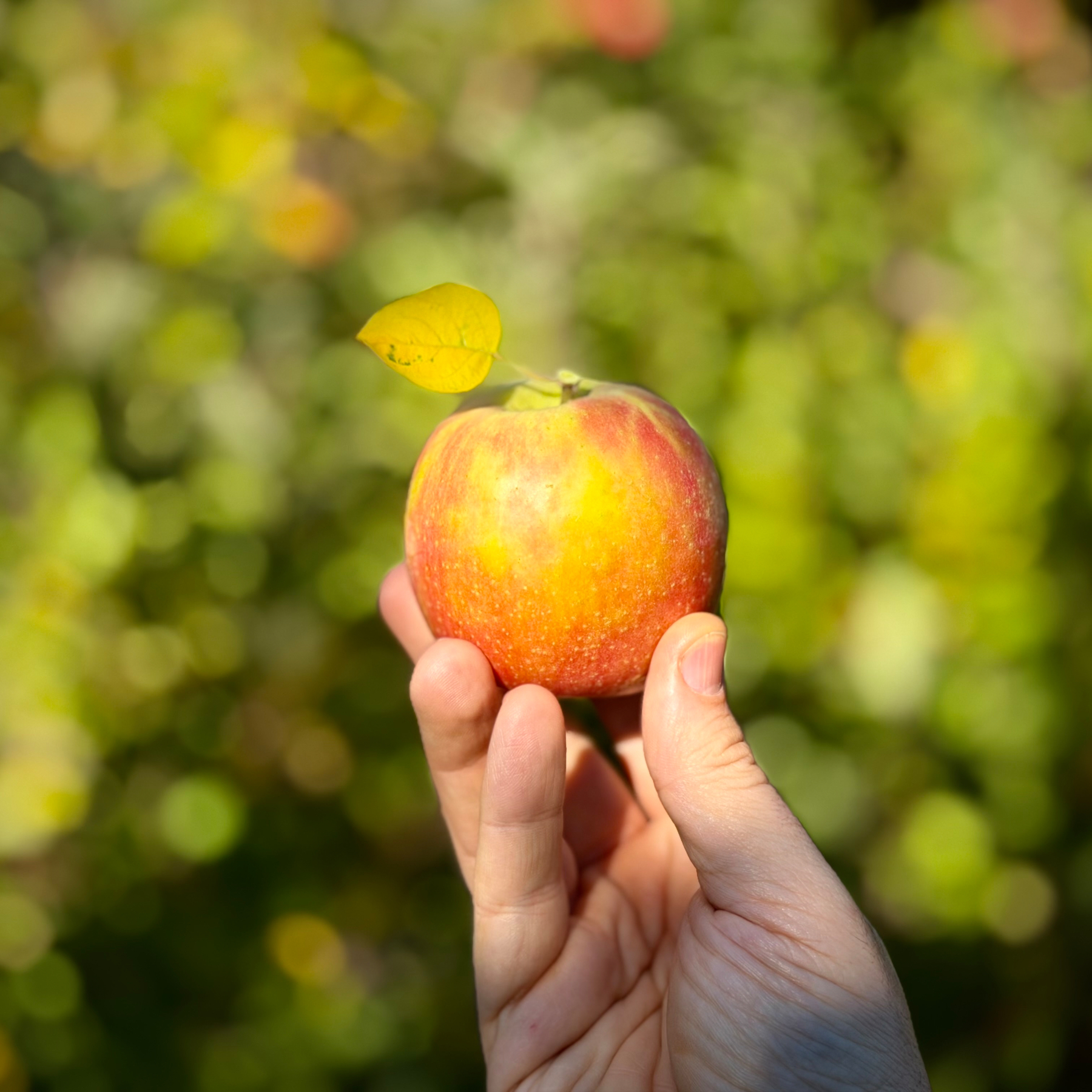 My hand holding a freshly-picked pink lady apple with a tiny leaf attached to the stem