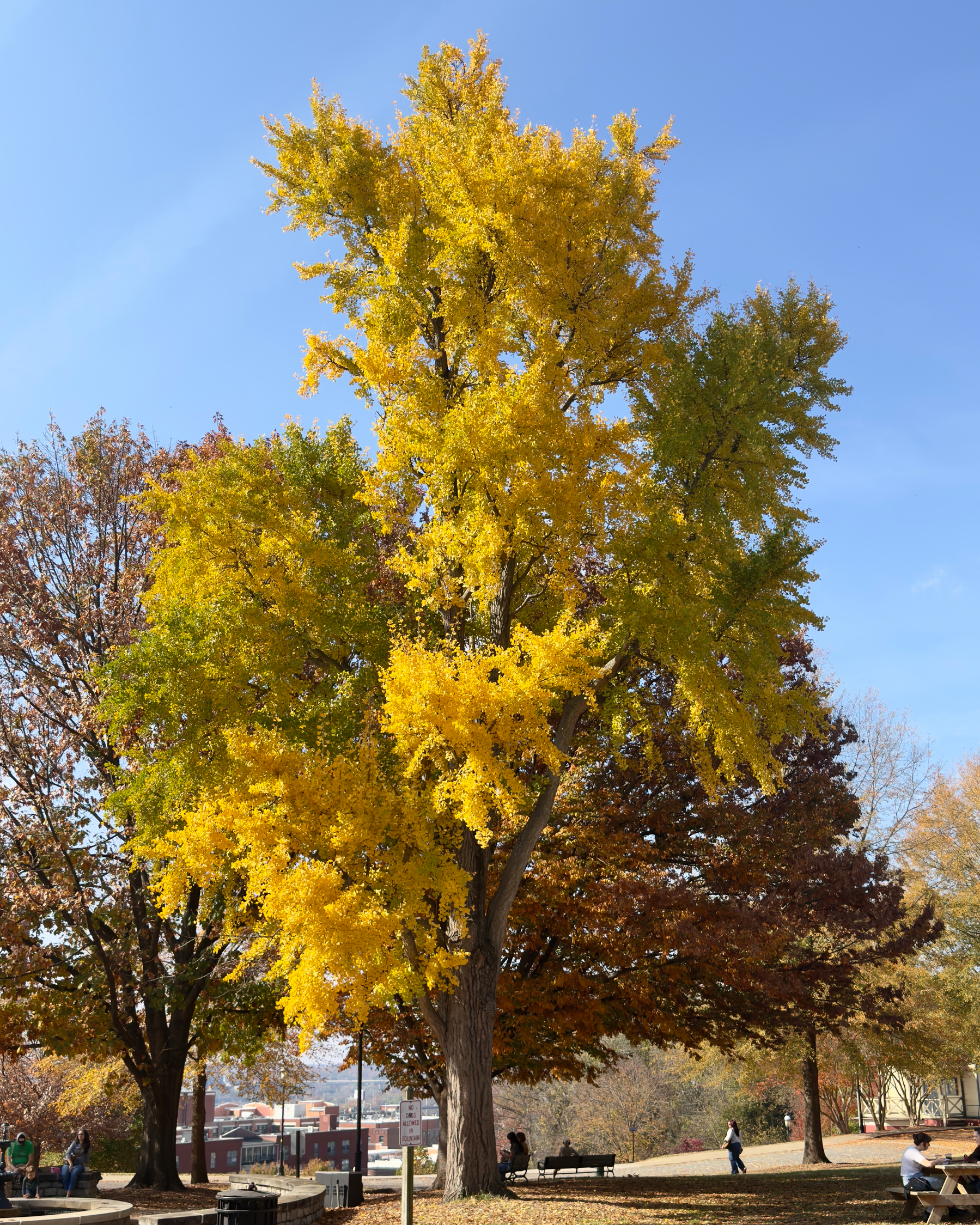 A massive ginkgo tree approaching full autumn yellow, as seen in Libbie Hill Park.