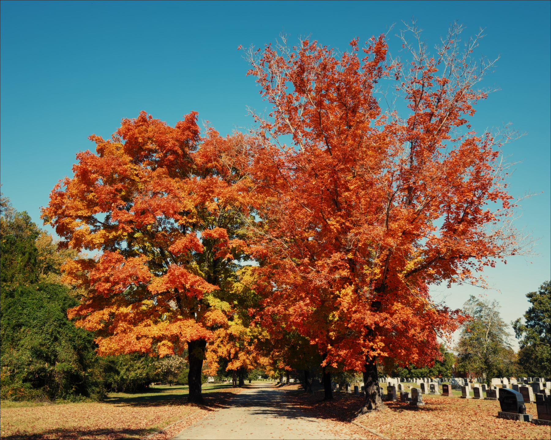 Trees with leaves turning red and orange