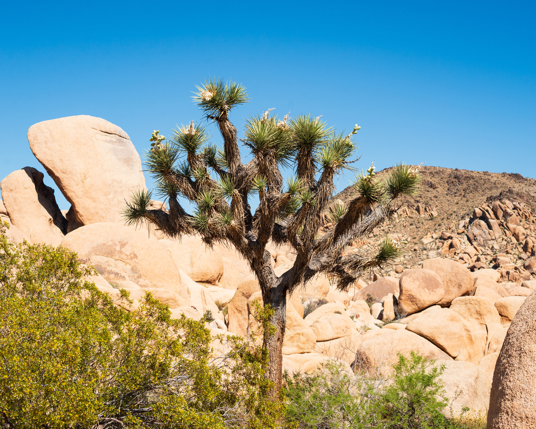 a large Joshua tree in front of some boulder formations at Joshua Tree National Park