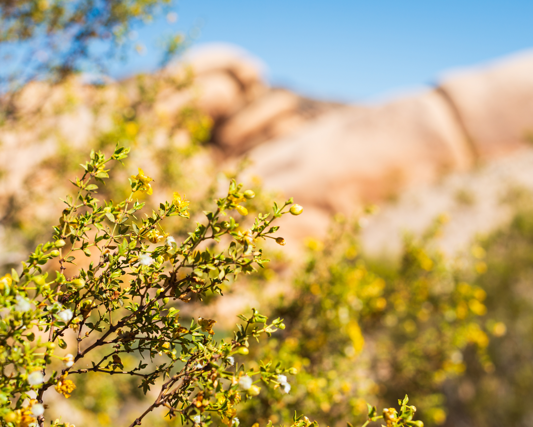 small yellow flowers in the foreground with large boulder formations in the background at Joshua Tree National Park
