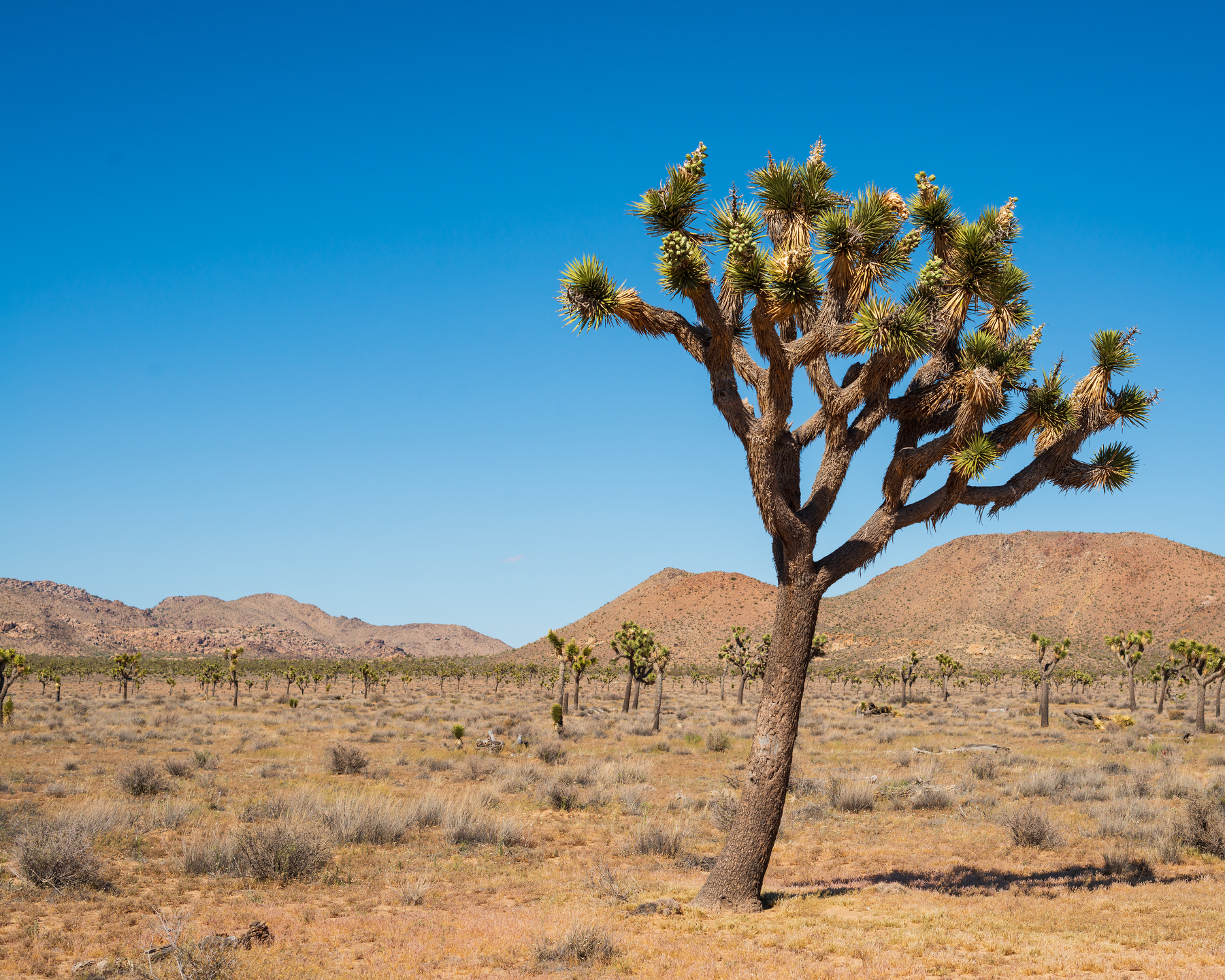 a large joshua tree in the foregraound with a sparesely populated desert plain of joshua trees in the distance with mountains in the background