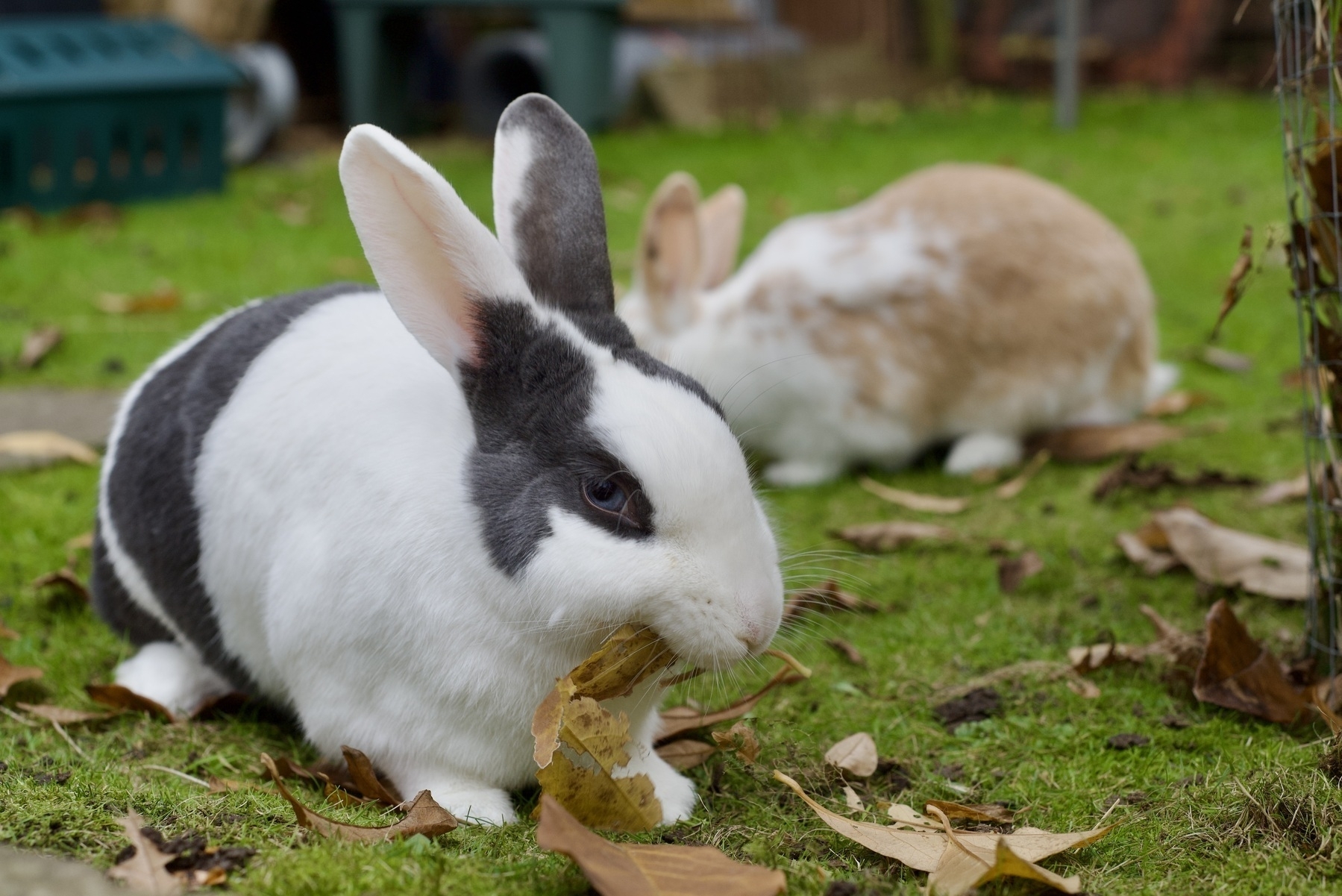 A black and white rabbit chewing a leaf on a lawn. A ginger and white rabbit is behind out of focus.