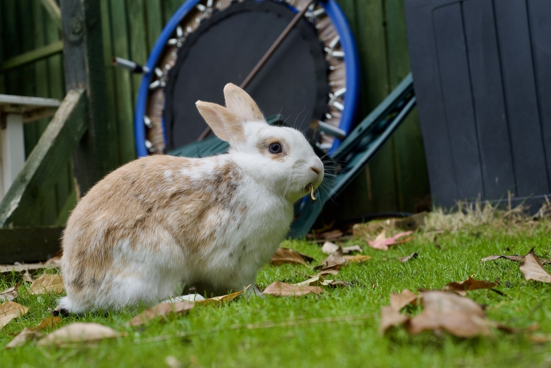 A ginger and white rabbit on a lawn with the stem of a leaf in its mouth. 