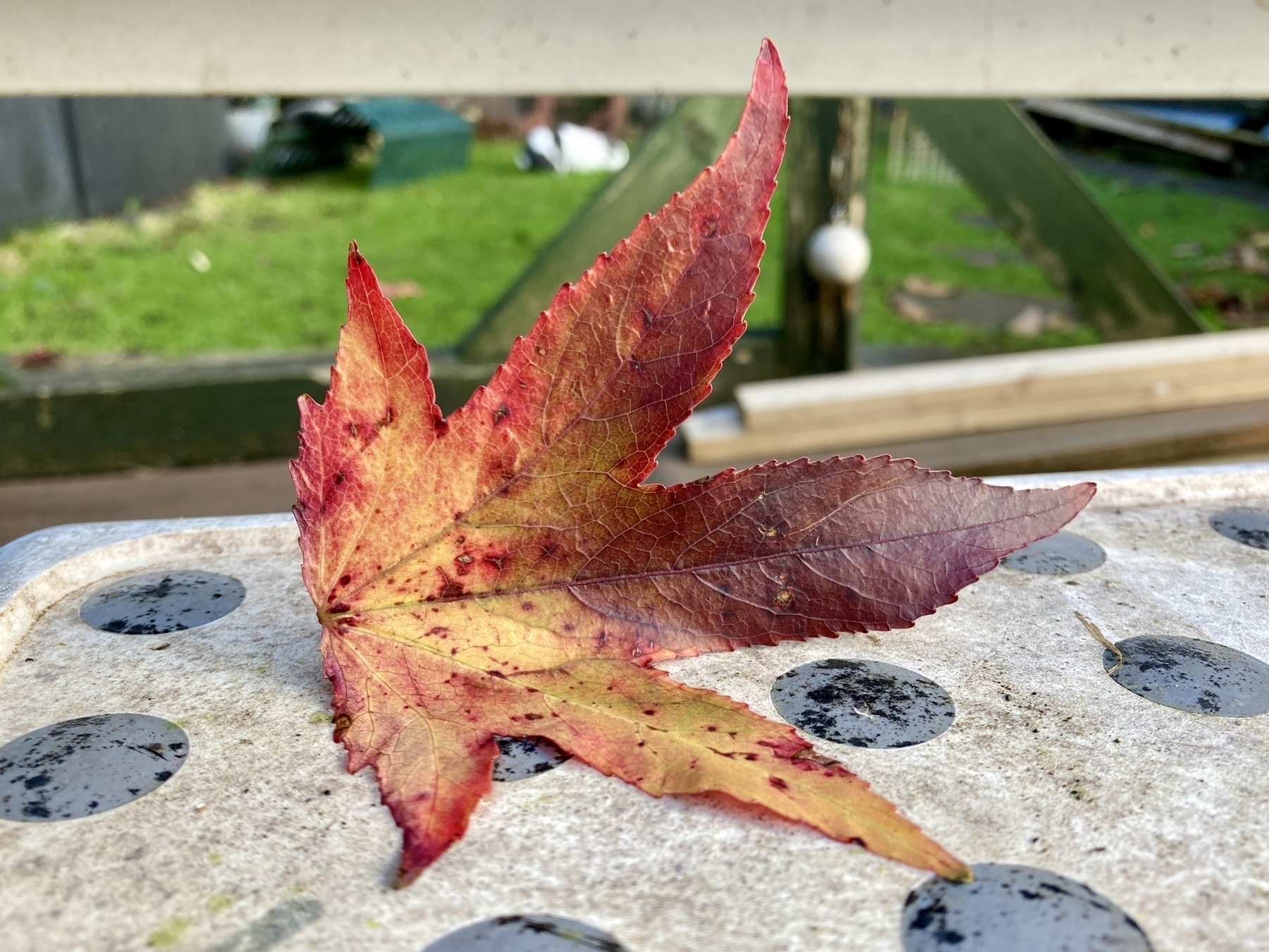 A red autumn leaf resting on a weathered ikea stool with polka-dot style rubber slip prevention blobs. 