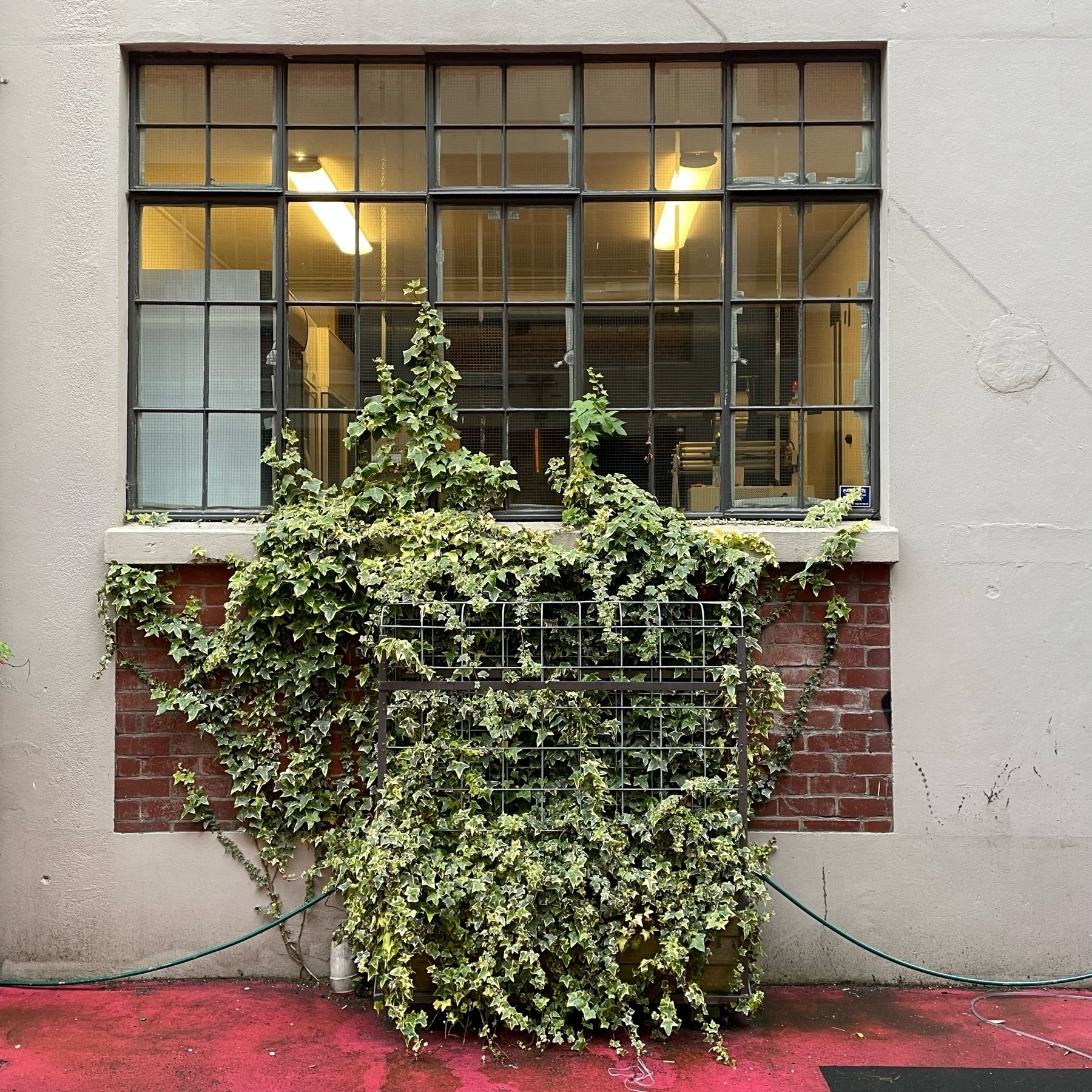 ivy creepying up over a building's windows 