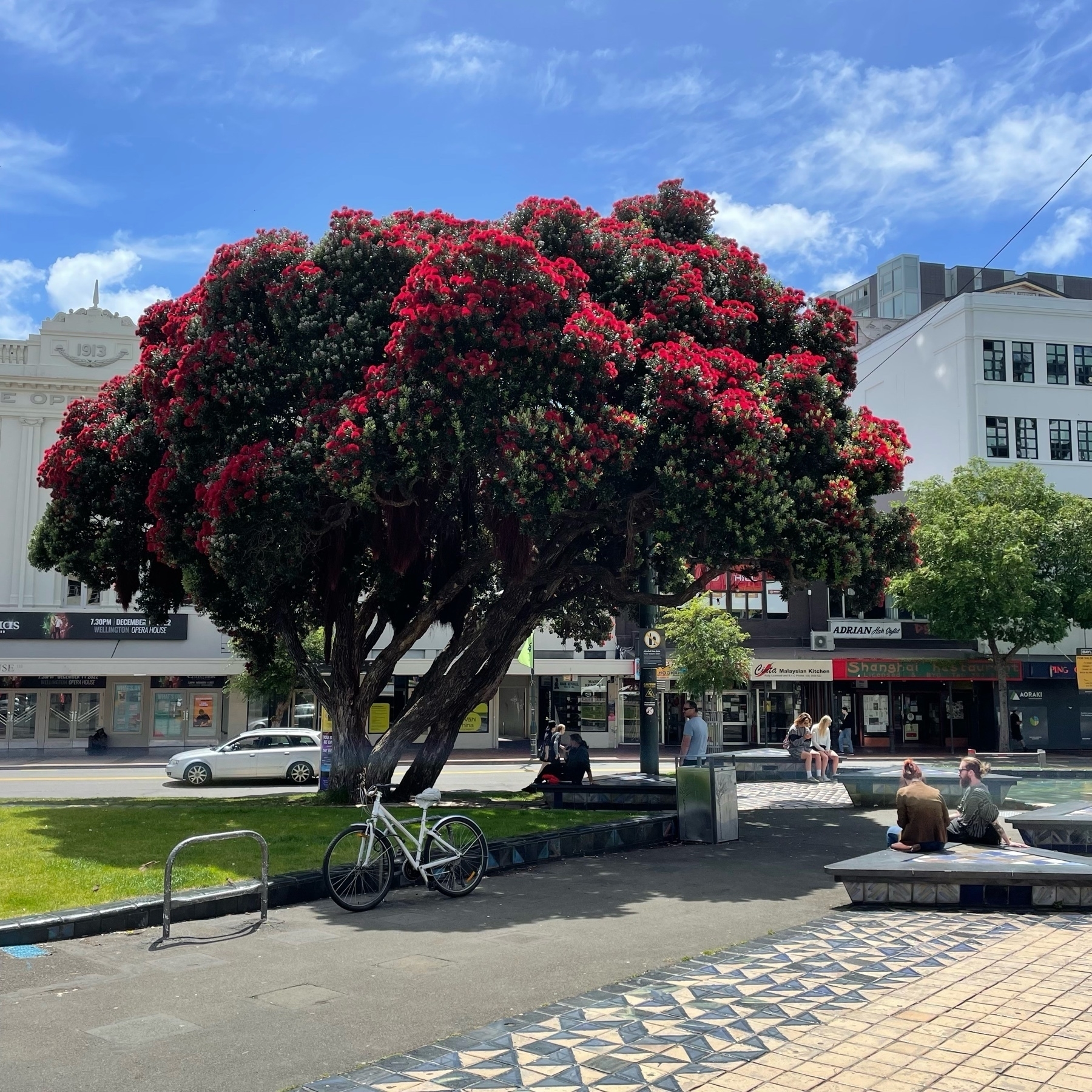 Pōhutukawa tree with dark green leaves and bright red flowers in a small park. Blue sky above. 