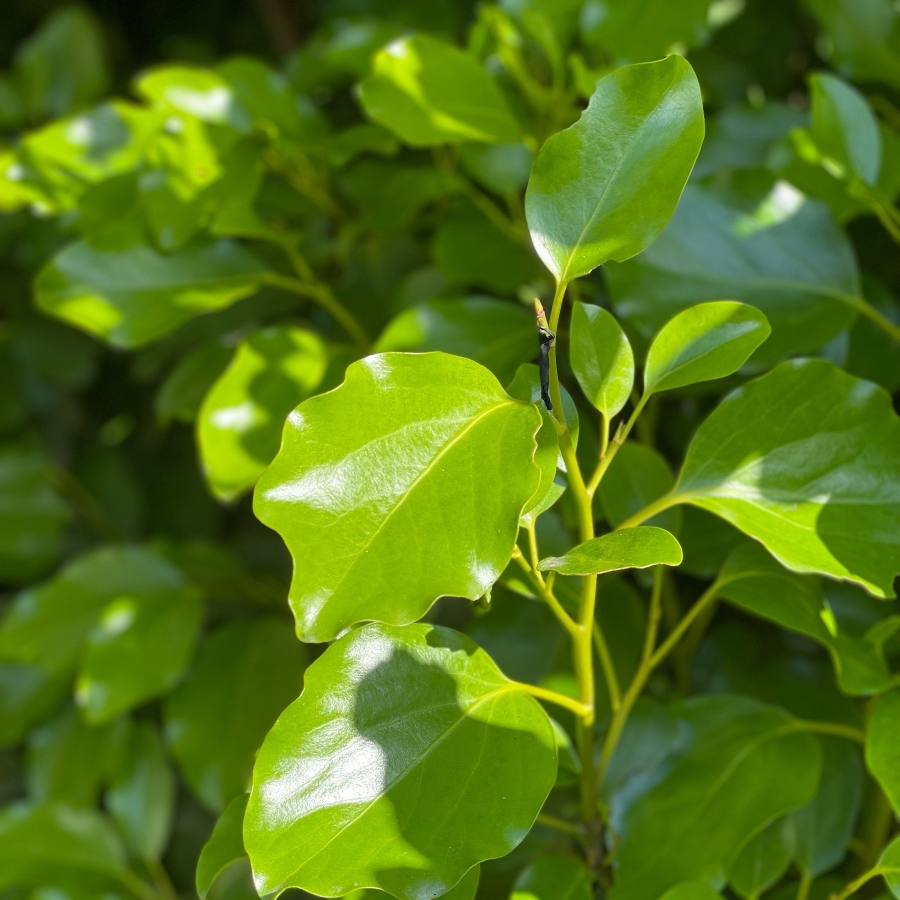Profusion of glossy green leaves of the Kapuka bush