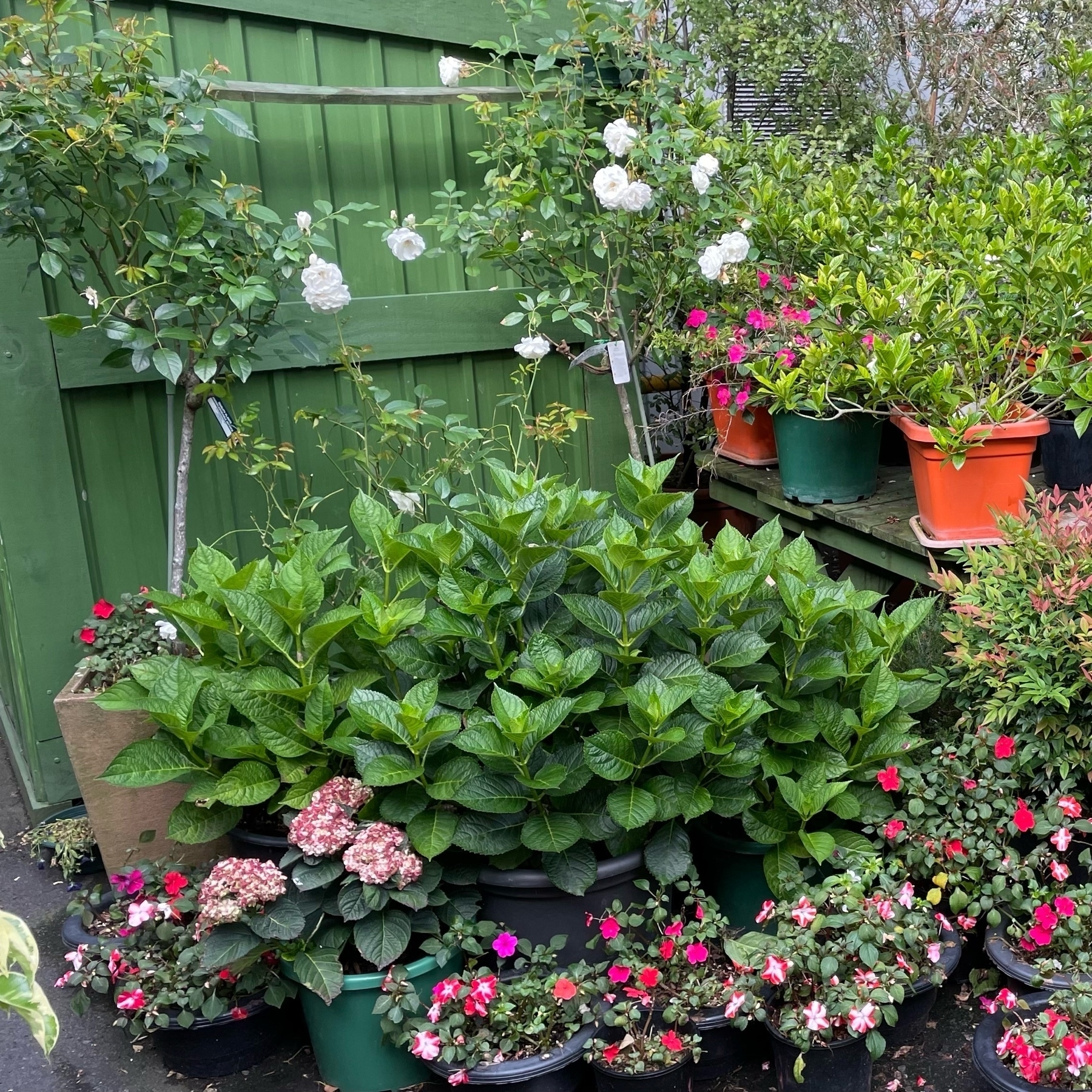 abundance of flowers in pots and planters