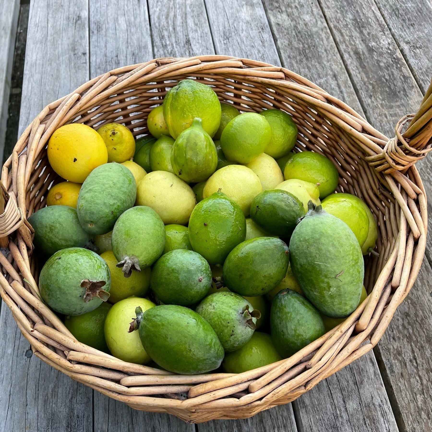 Basket of limes, feijoas and a solitary fig. 