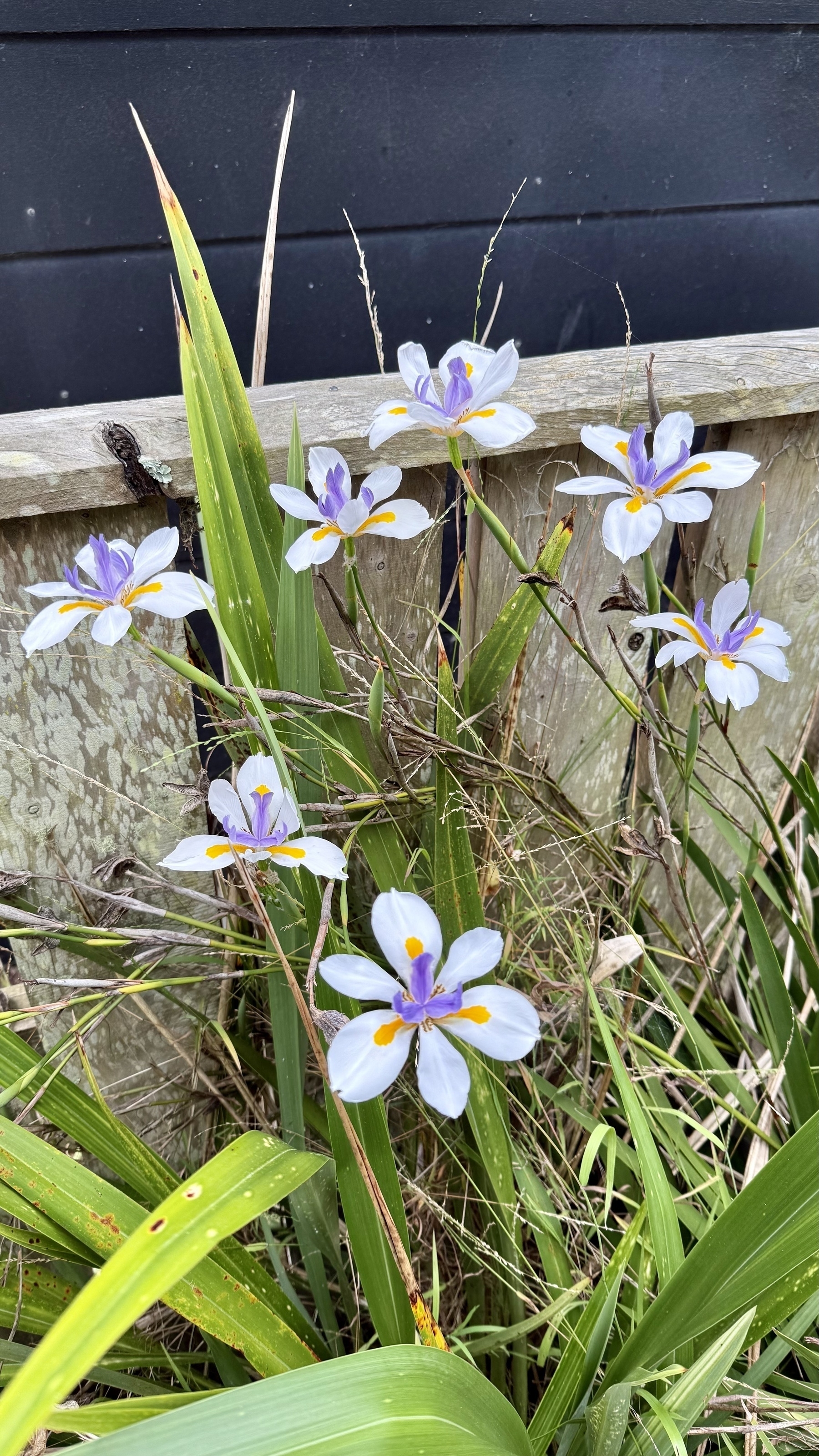 Explosion of irises