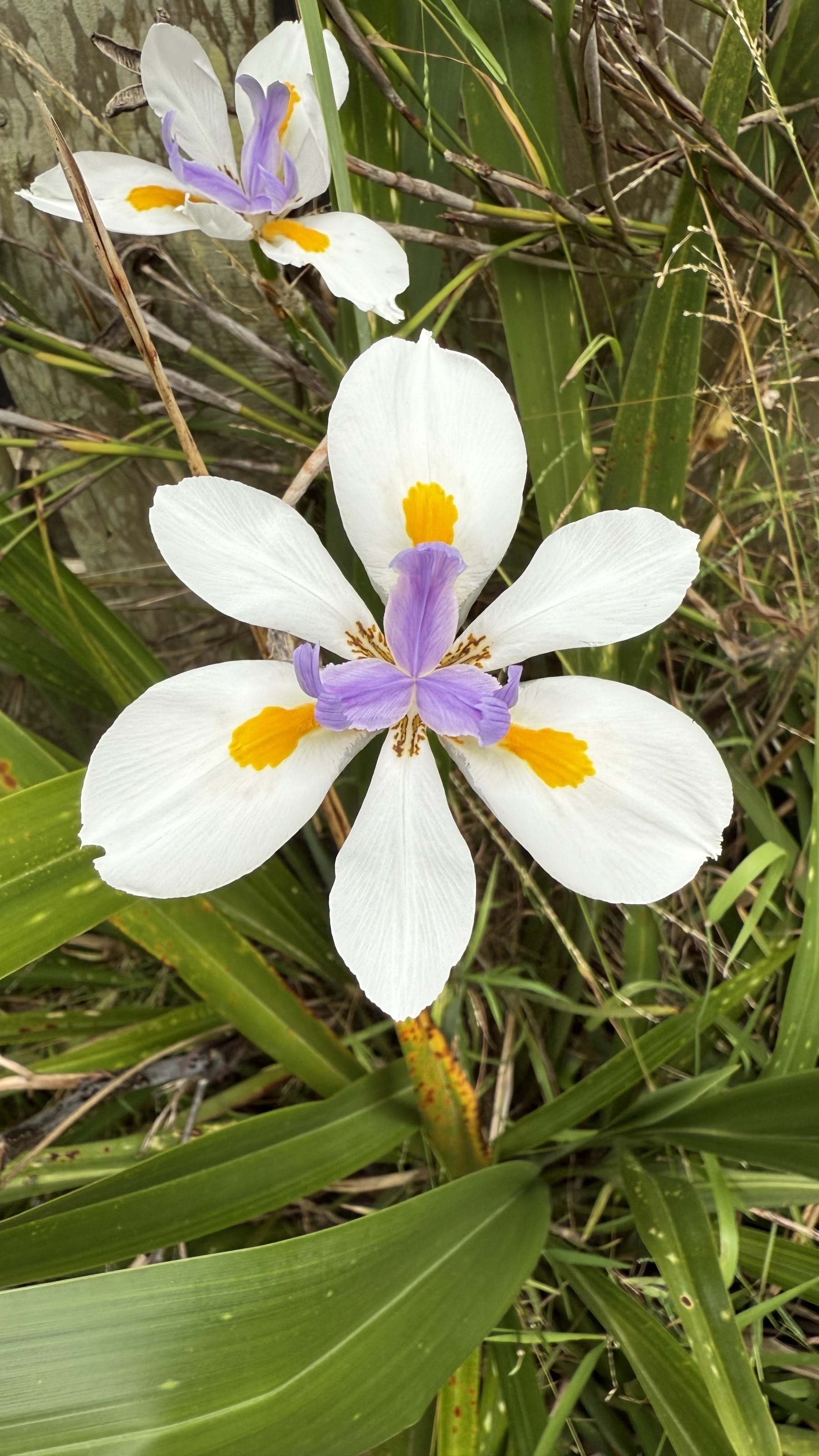 Purple, yellow and white iris