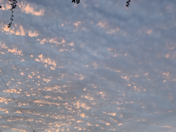 IMG_1631.png IMG 1631