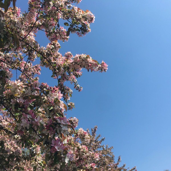 Cherry blossom in full bloom against a deep blue sky