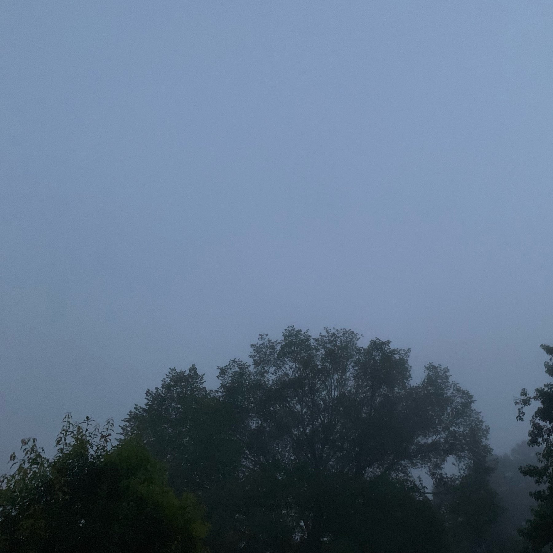 Morning fog obscures tree tops