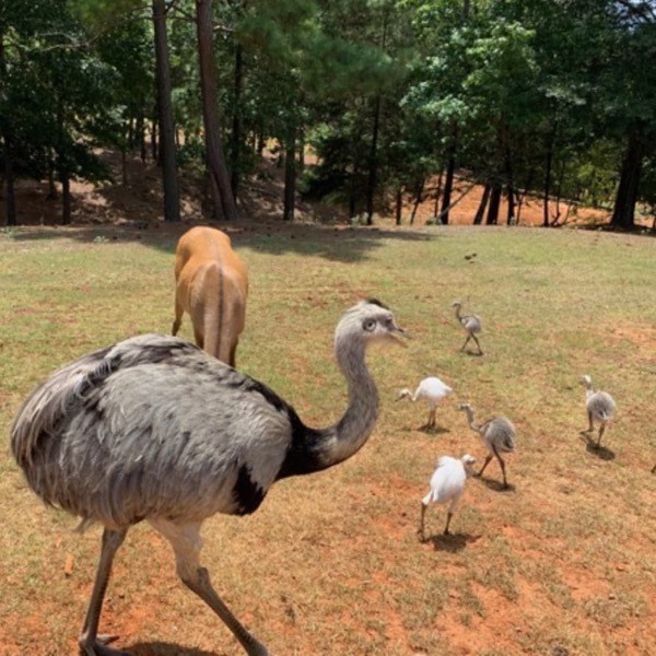 Emu with her babies