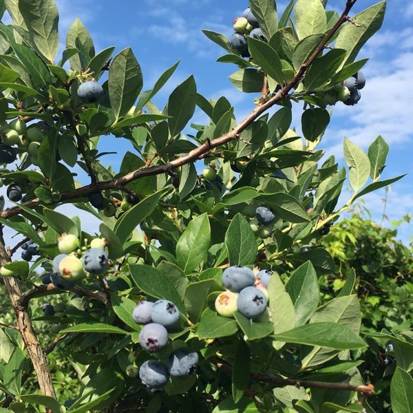 Michigan blueberry bush in bloom