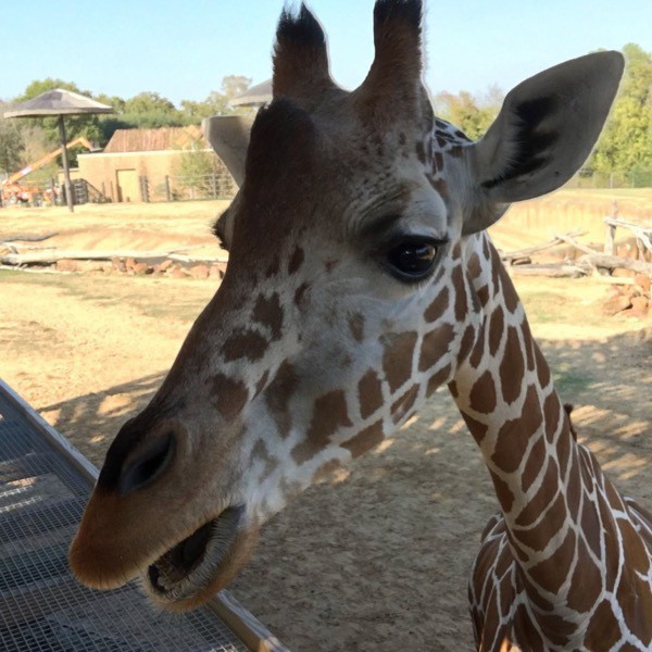 Giraffe head at a feeding stand