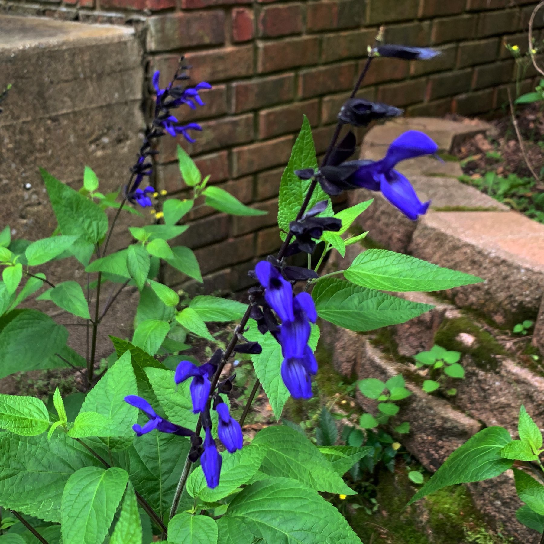 A blooming Black & Blue flower in a garden