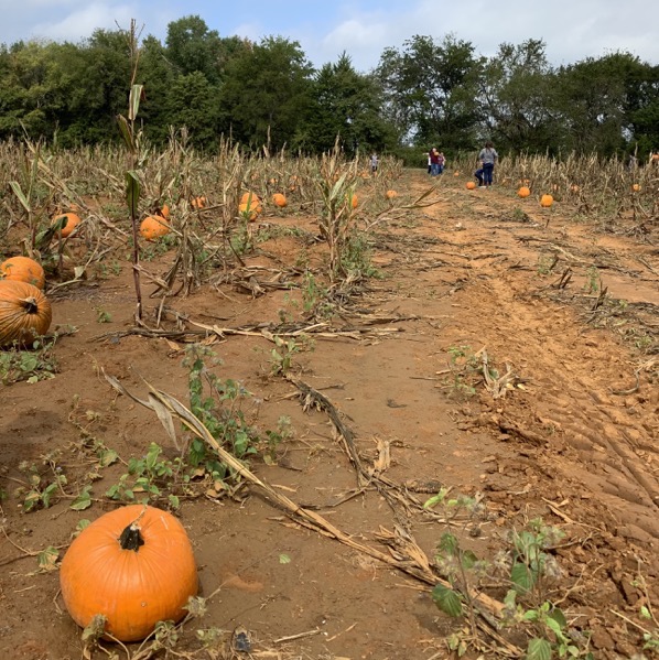 Pumpkin sits in a field