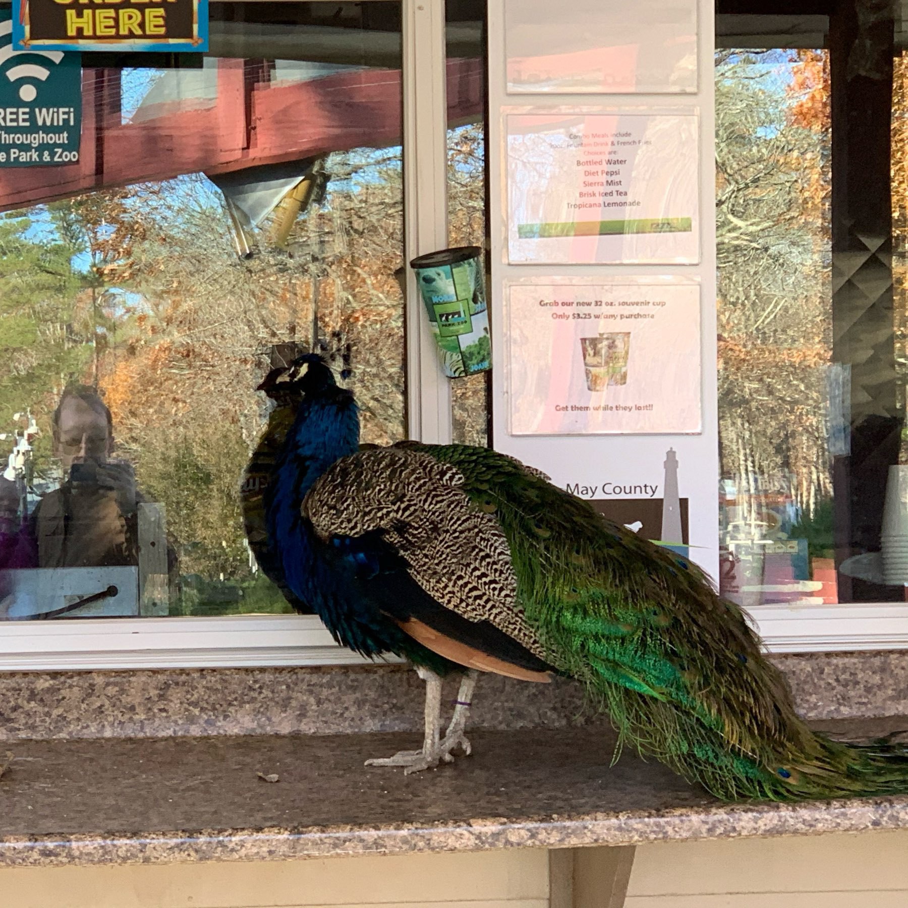 Peacock stands at ordering window of zoo concession stand