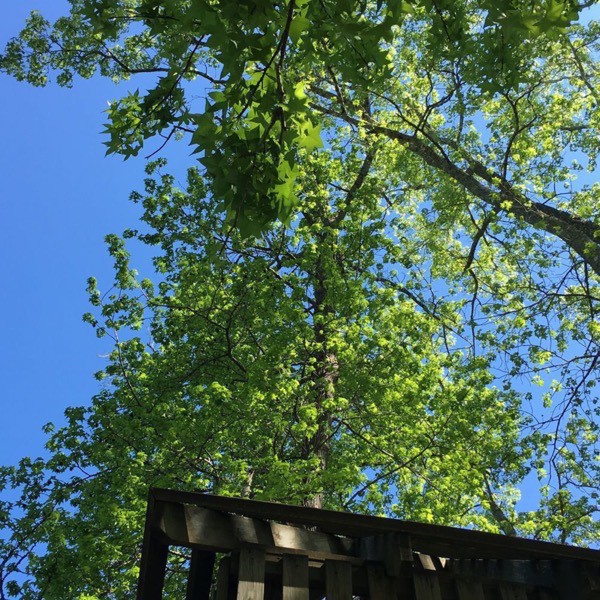Looking through a canopy of trees to the clear blue sky from the top of a treehouse