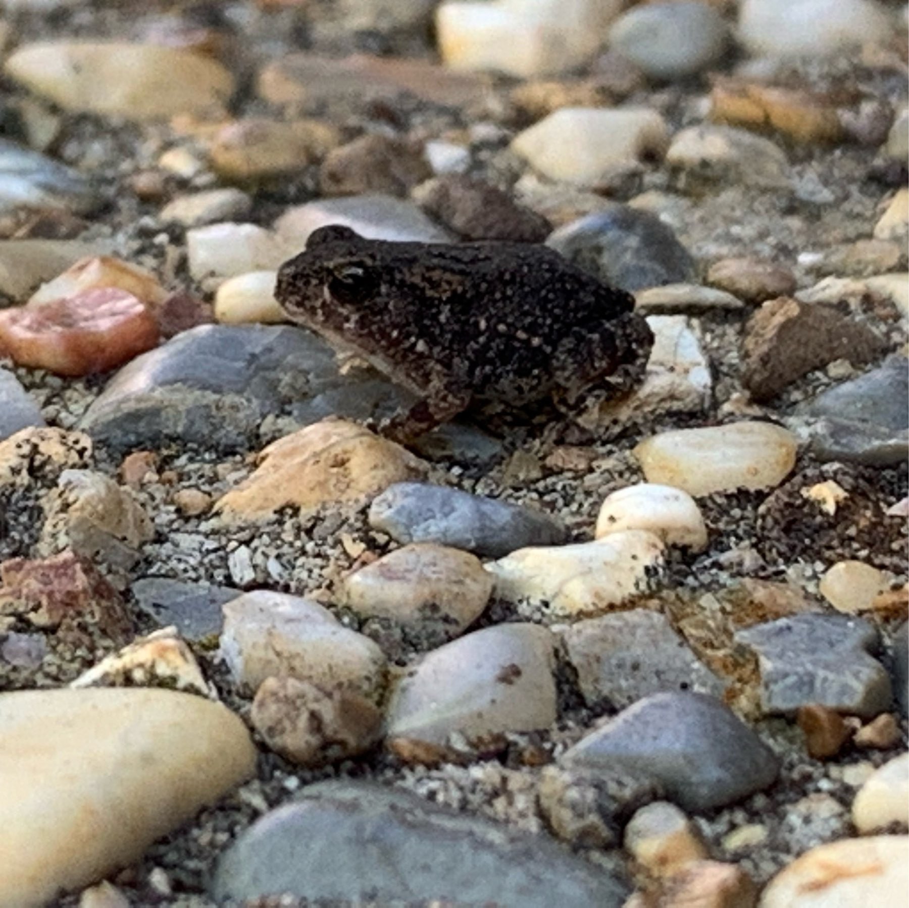 A tiny toad on a driveway