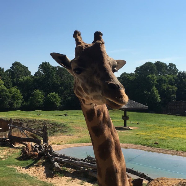 Giraffe head up close