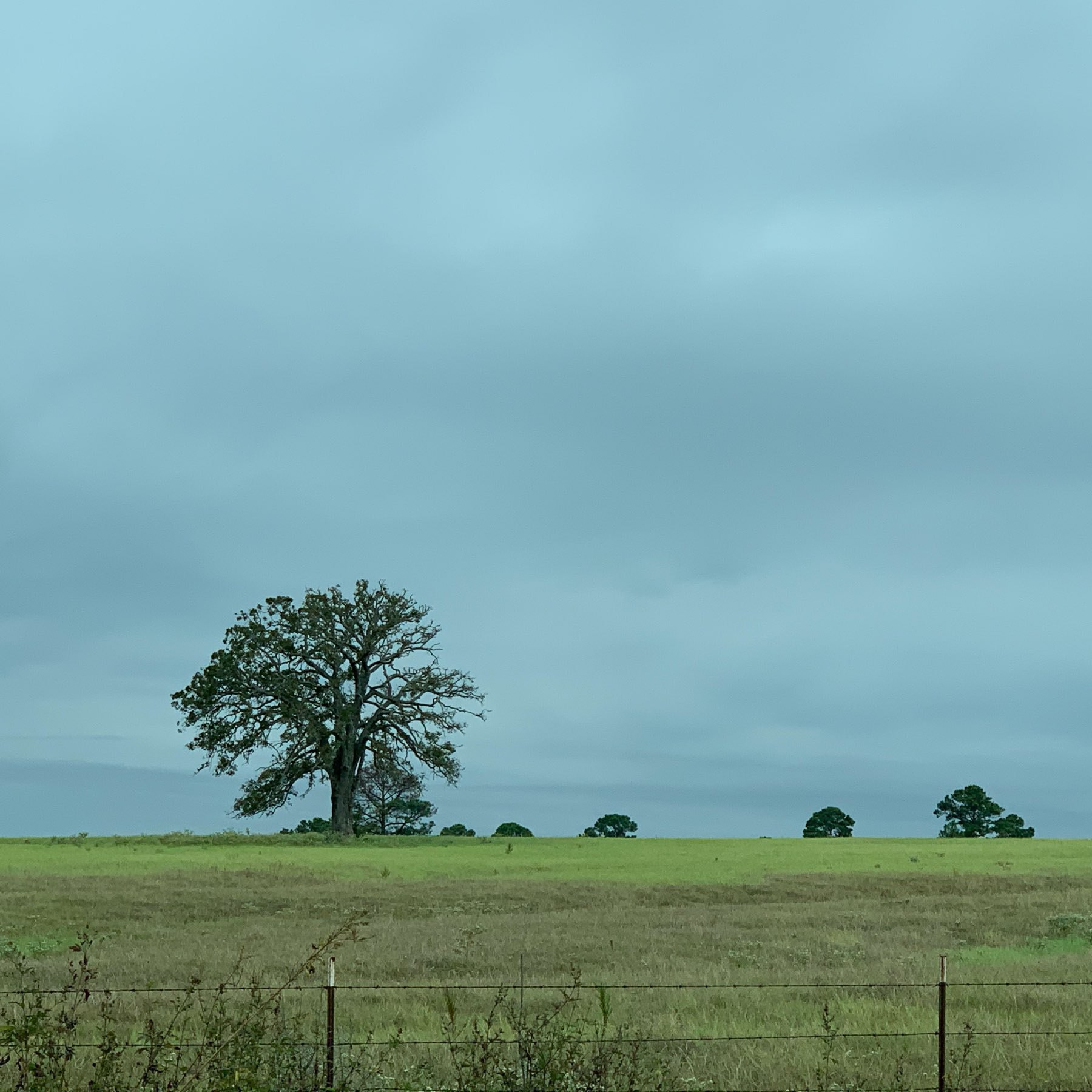 Dead tree stands in an open cow pasture against a grey sky. 