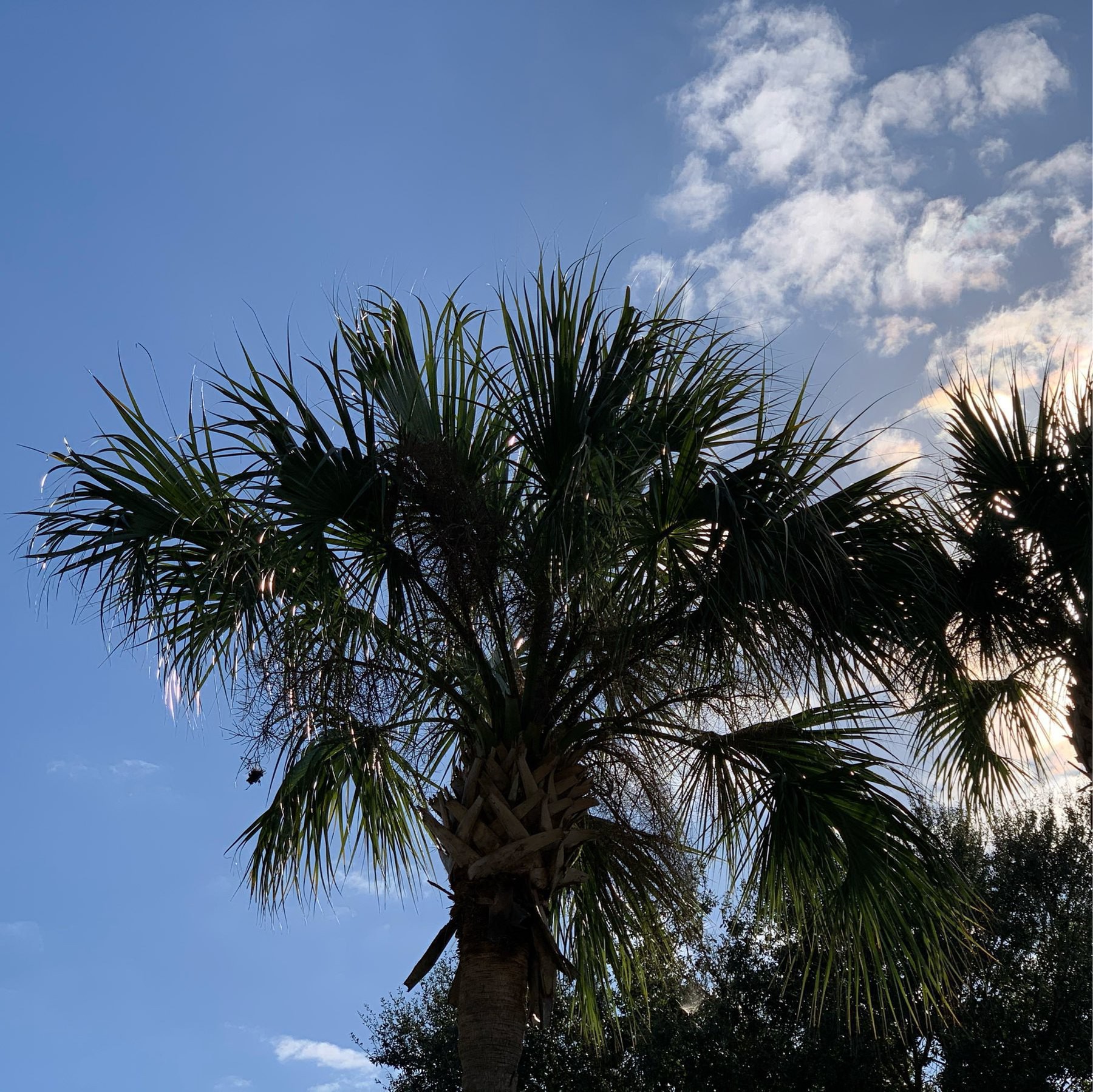 Palm tree, blue sky