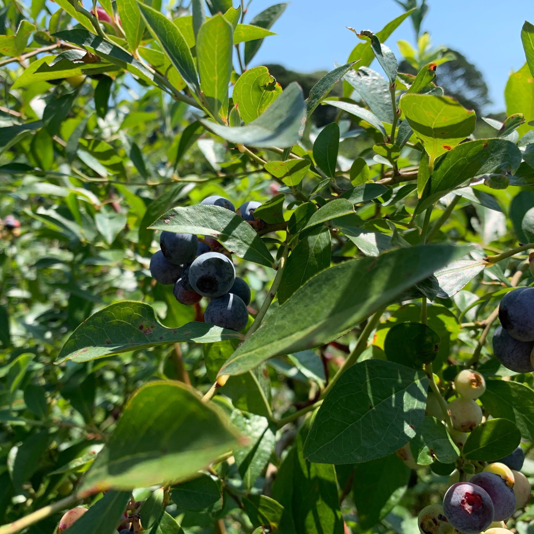 Blueberries on bush