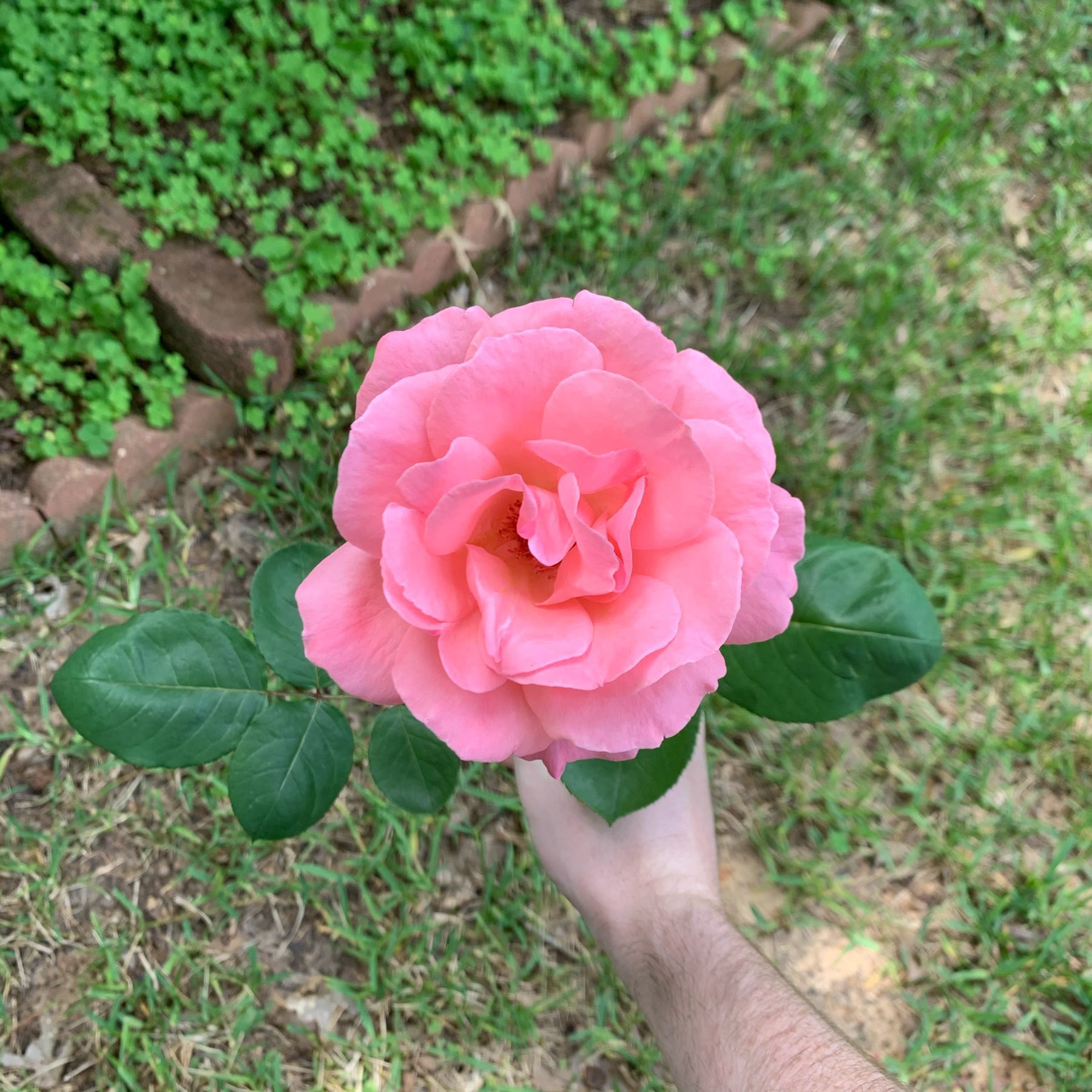 Fresh cut rose
