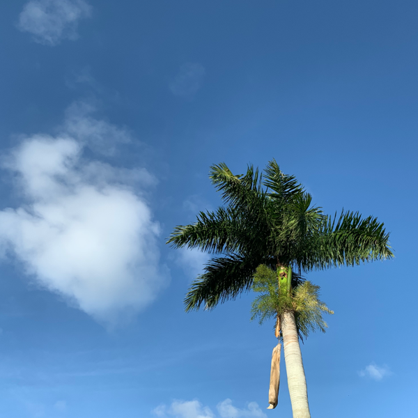 Palm tree and cloud